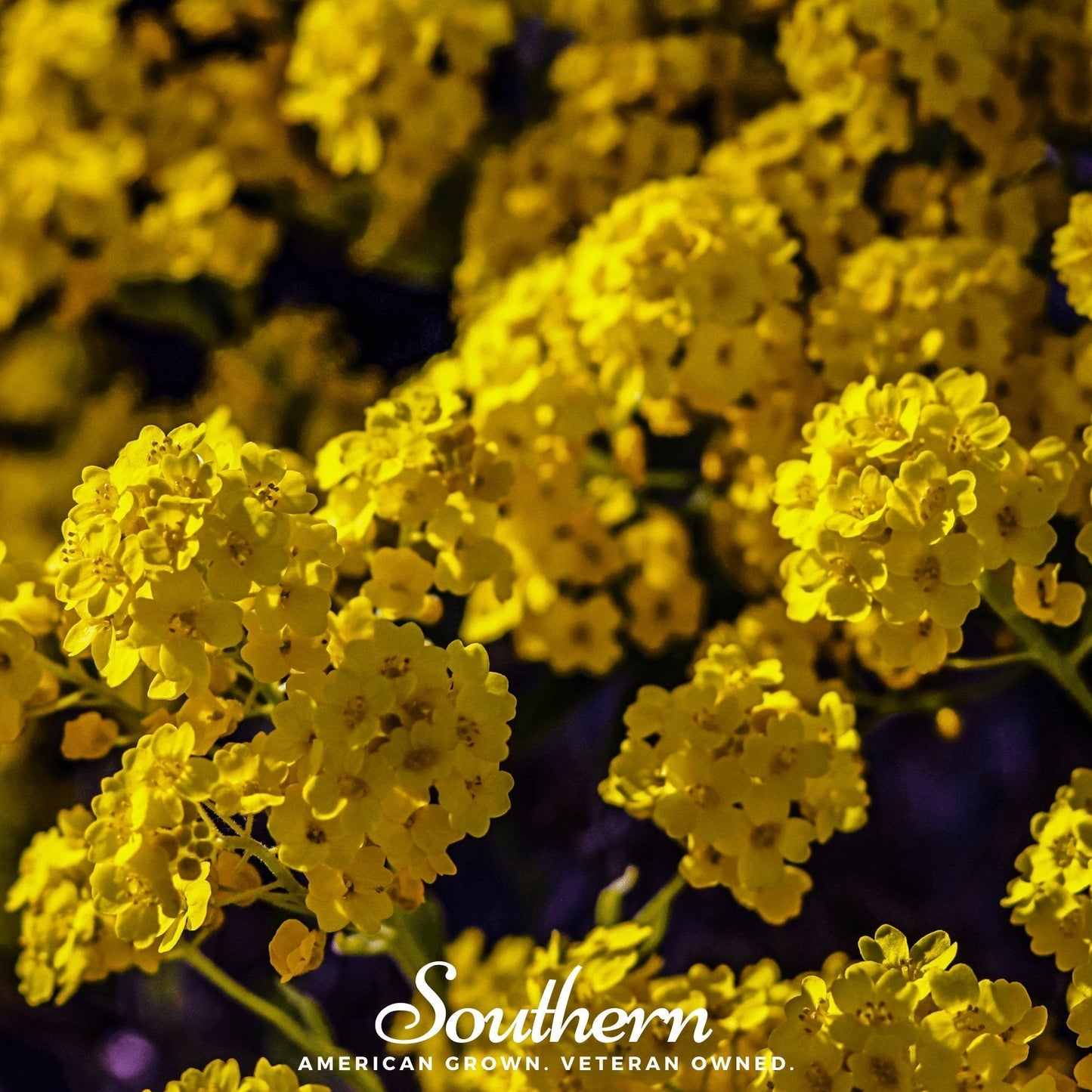 Basket of Gold Alyssum ā 100 Seeds