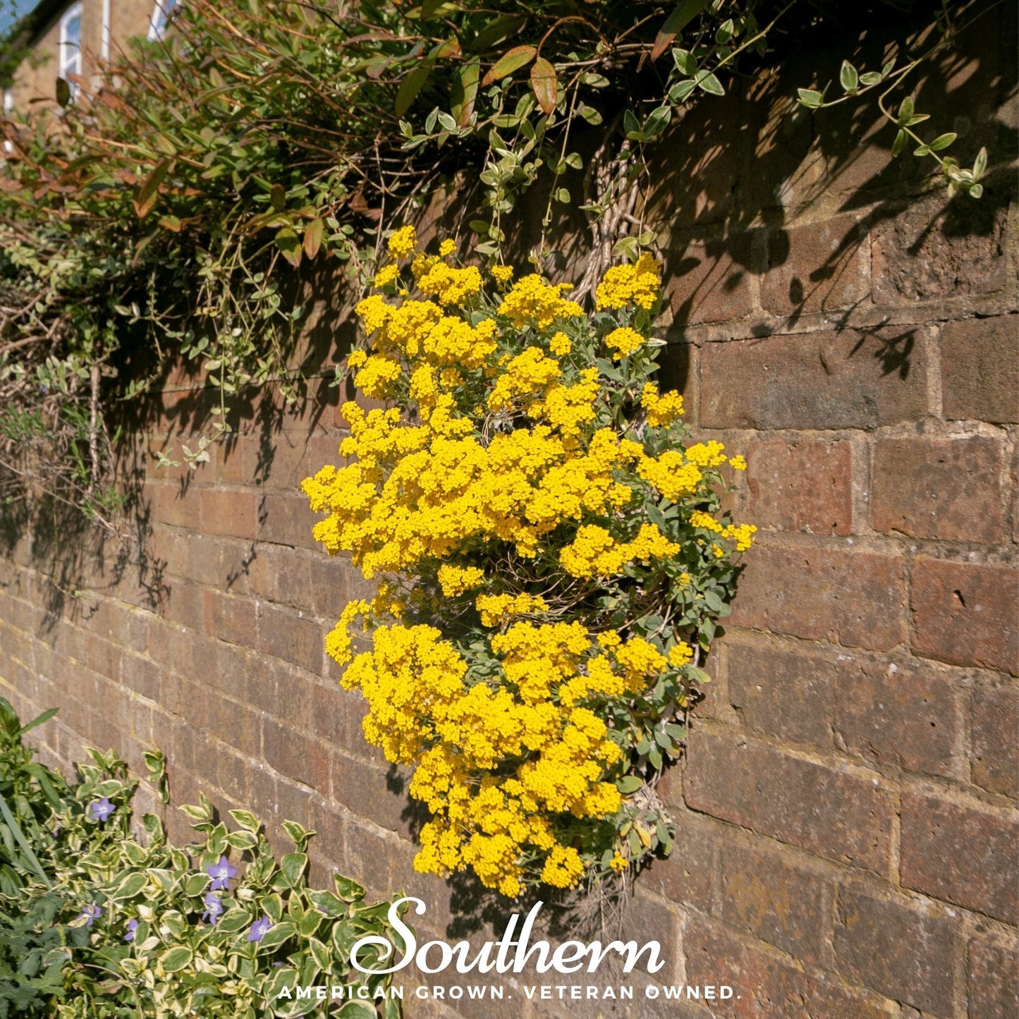 Basket of Gold Alyssum ā 100 Seeds