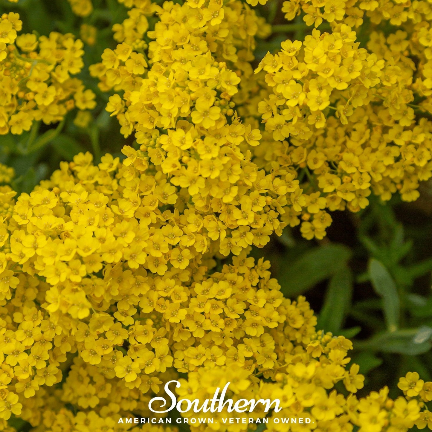 Basket of Gold Alyssum ā 100 Seeds