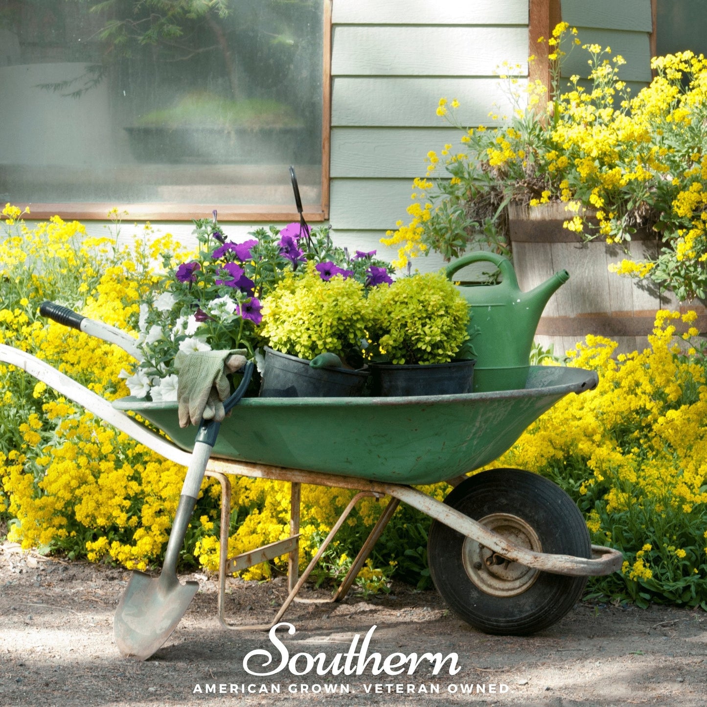 Basket of Gold Alyssum ā 100 Seeds