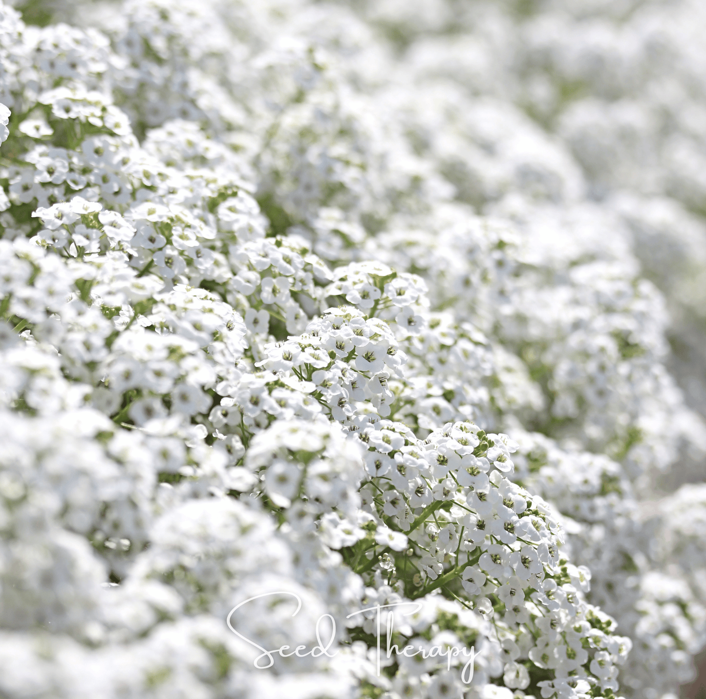 Carpet of Snow Sweet Alyssum ā 250 Seeds