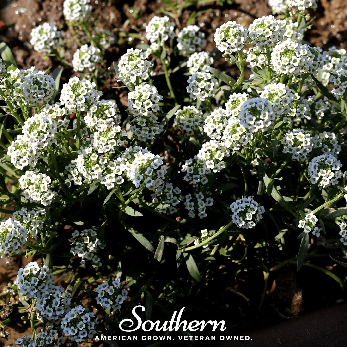 Carpet of Snow Sweet Alyssum ā 250 Seeds