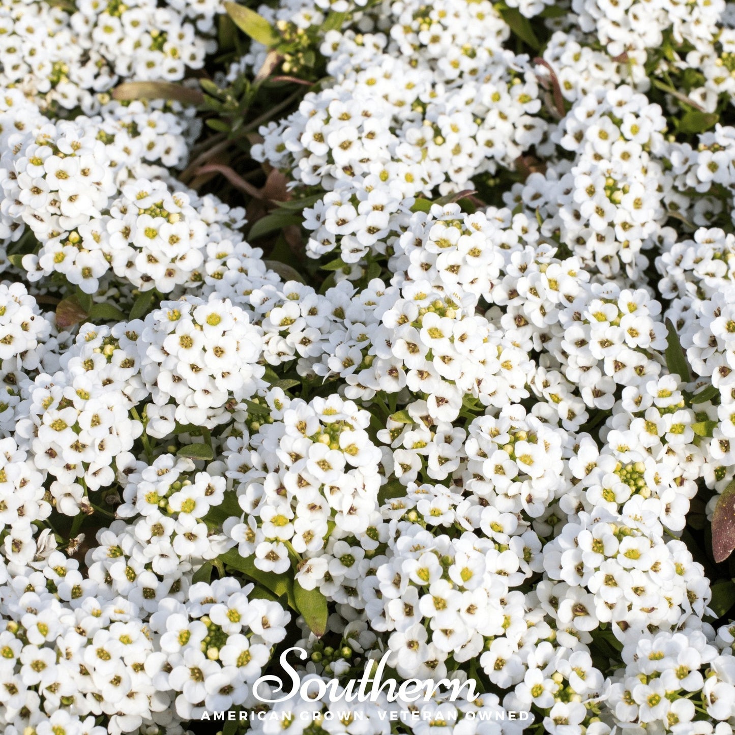 Carpet of Snow Sweet Alyssum ā 250 Seeds