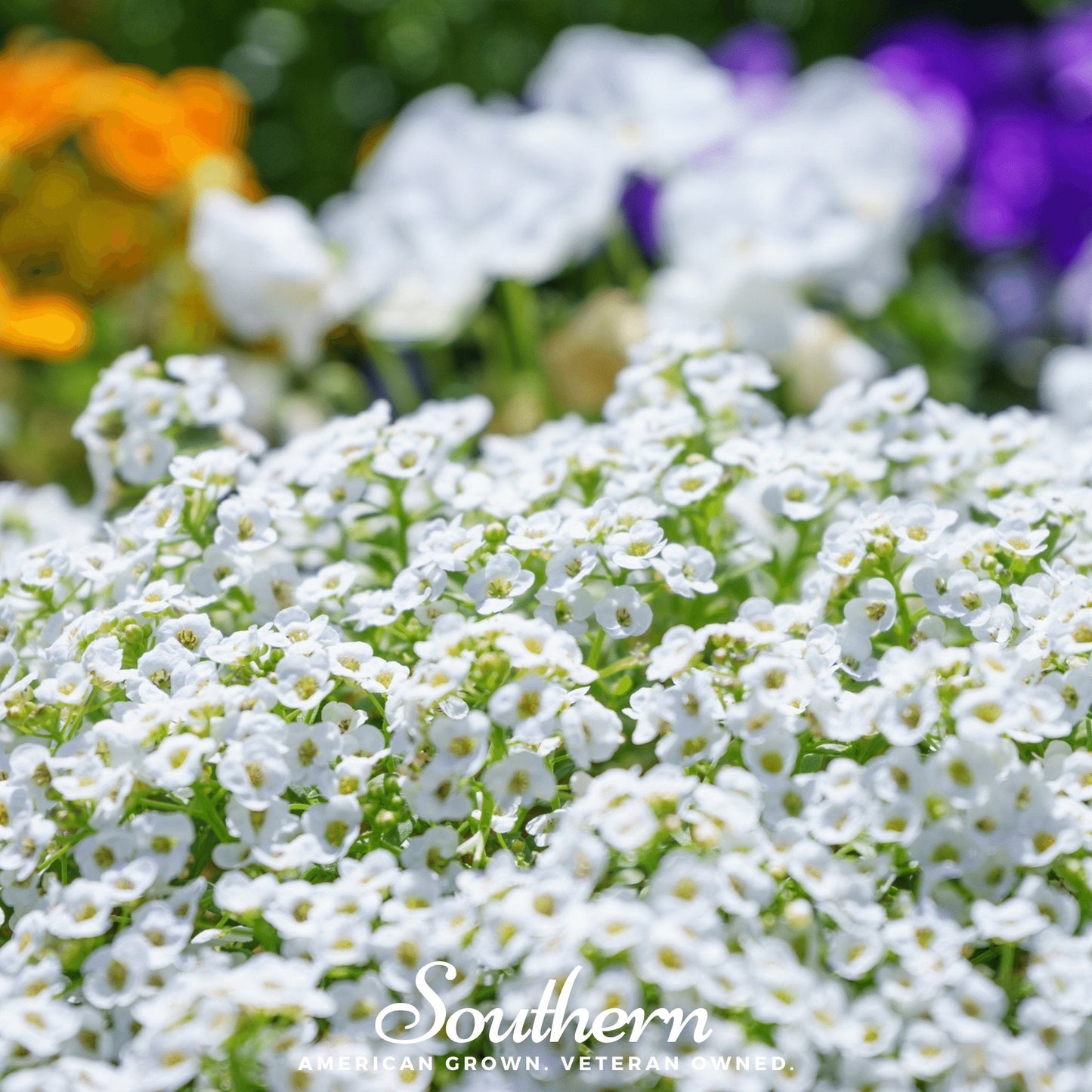 Carpet of Snow Sweet Alyssum ā 250 Seeds