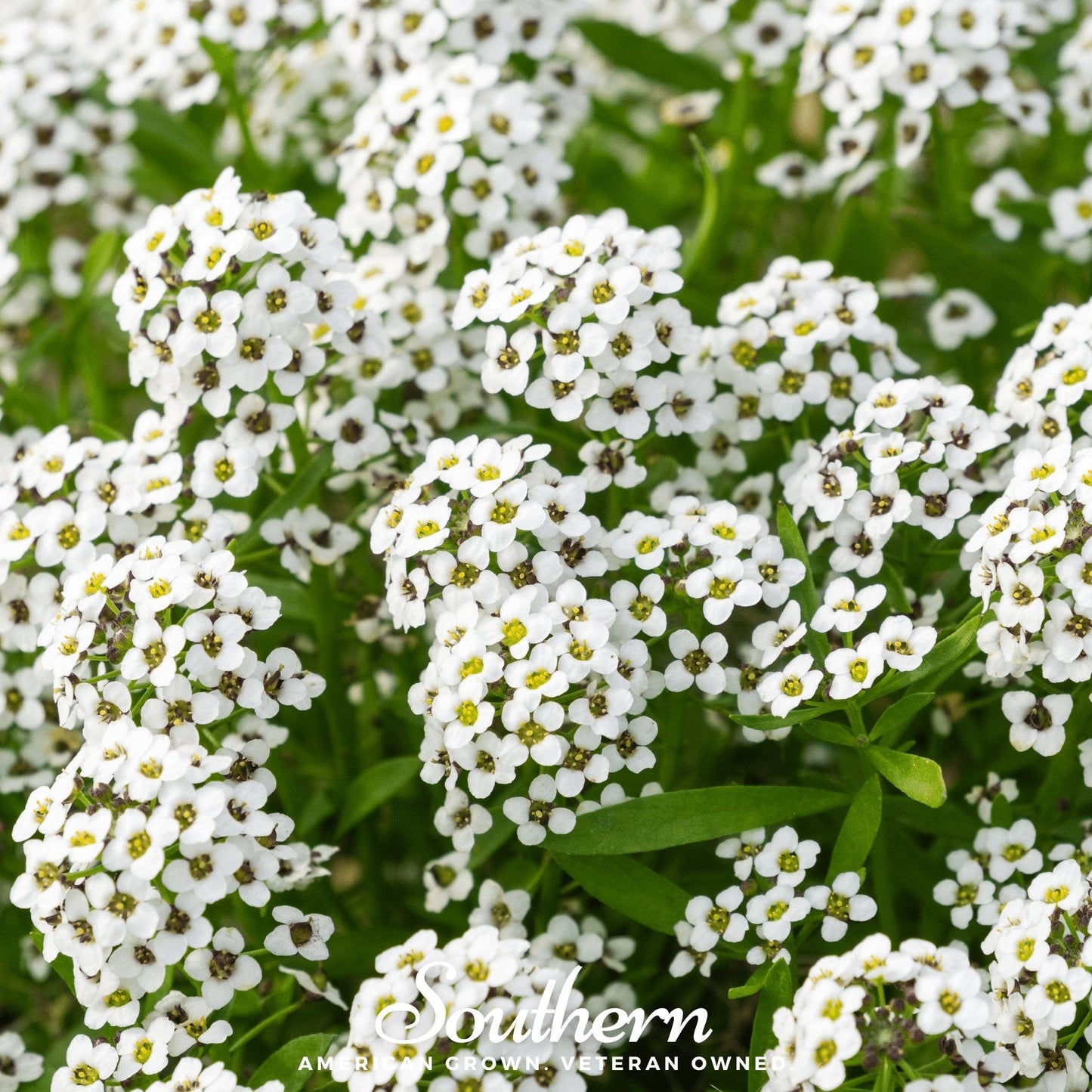 Carpet of Snow Sweet Alyssum ā 250 Seeds