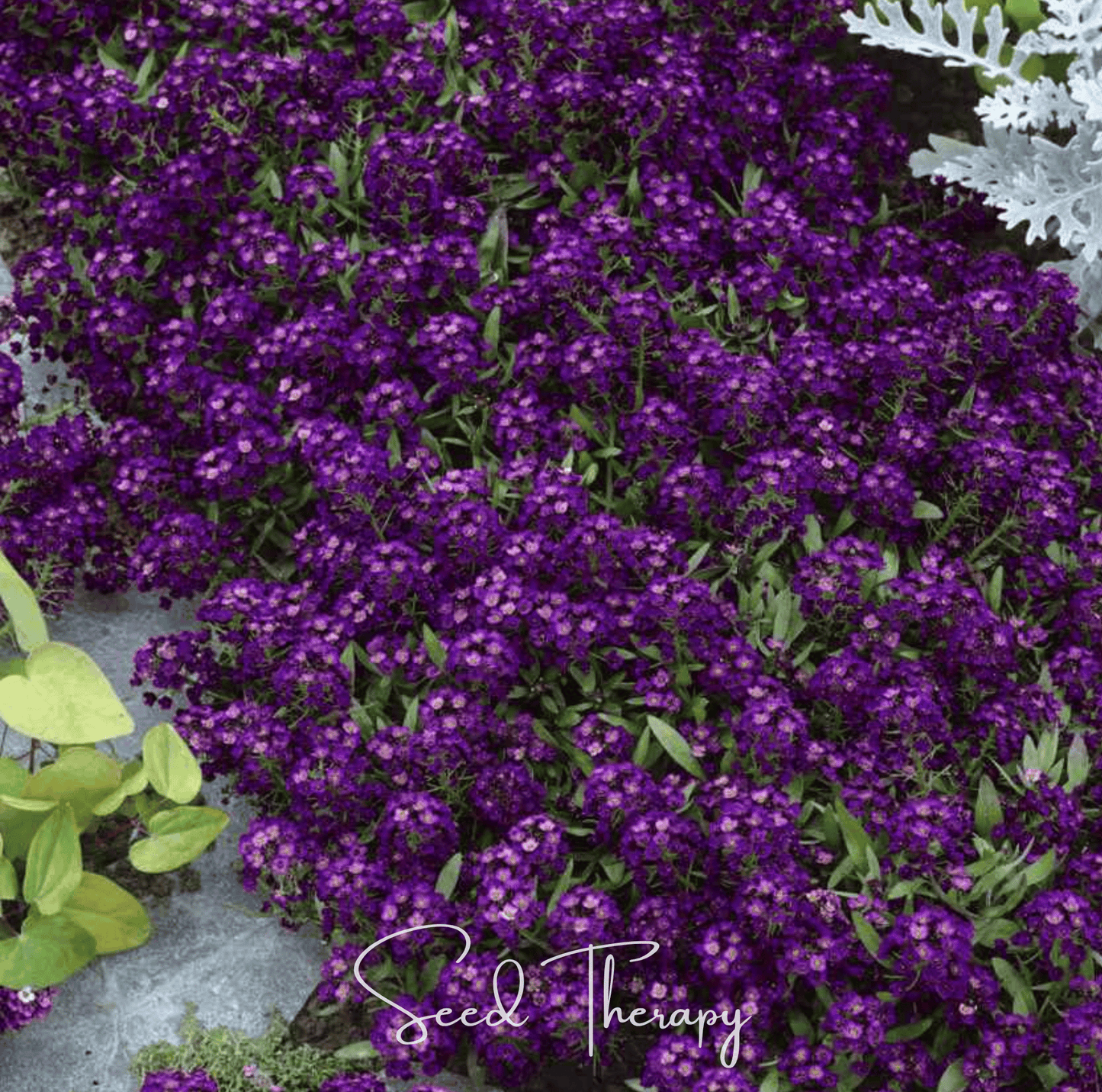 Oriental Nights Alyssum ā 100 Seeds