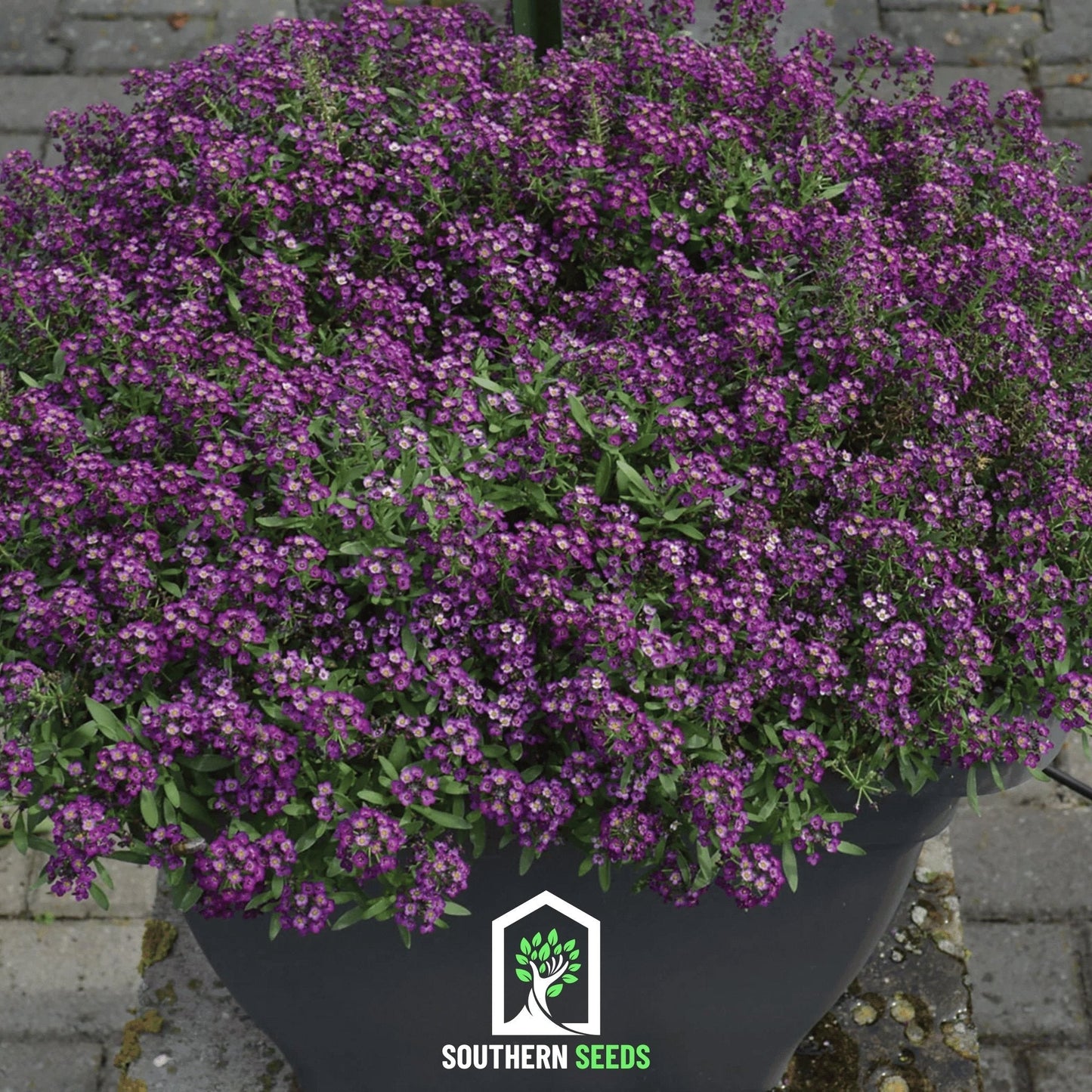 Oriental Nights Alyssum ā 100 Seeds