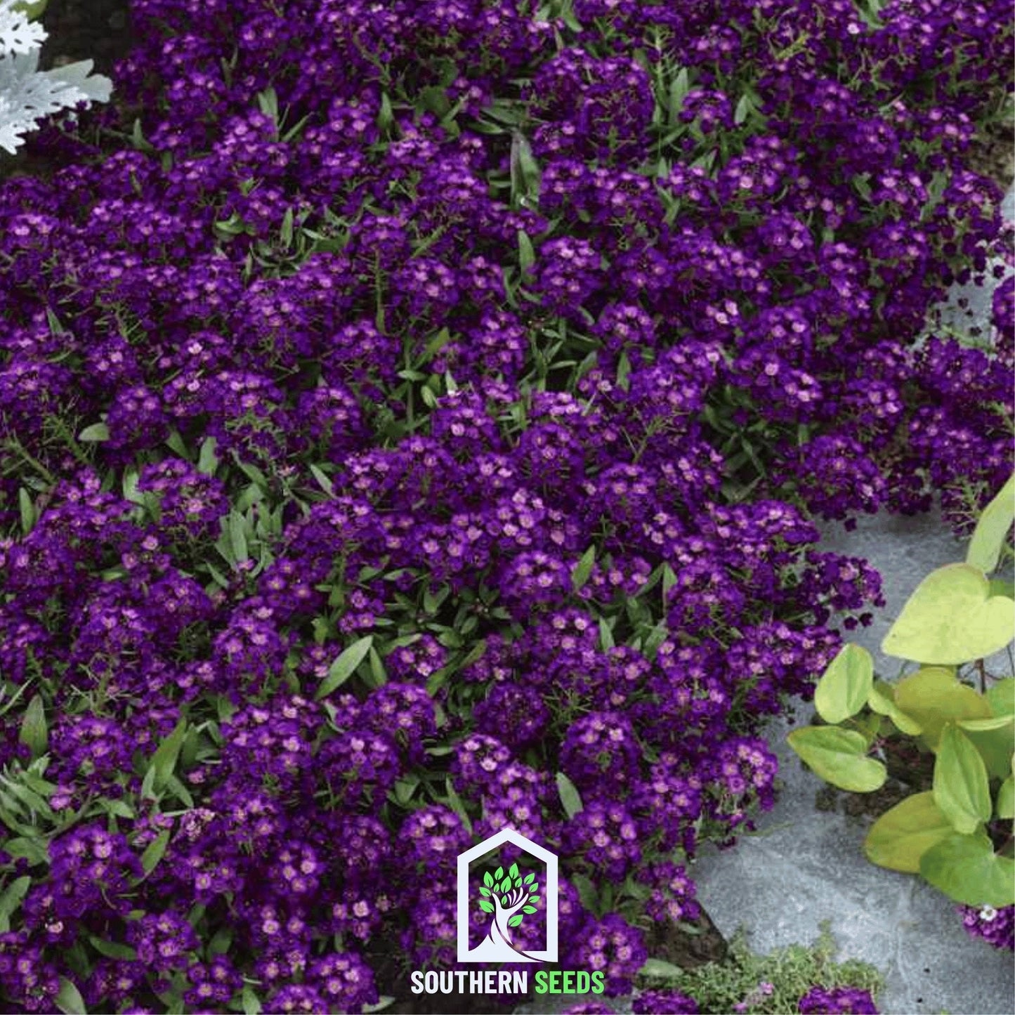 Oriental Nights Alyssum ā 100 Seeds
