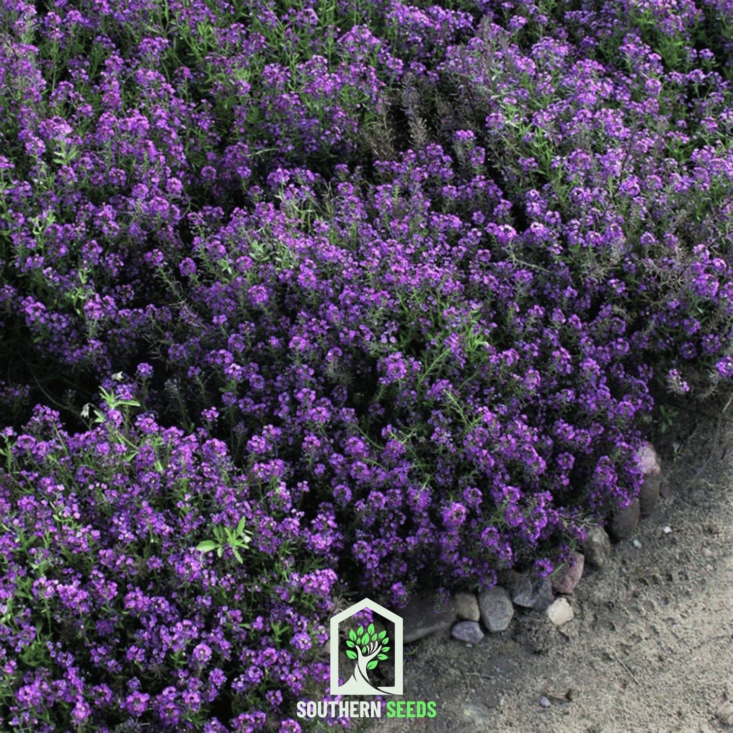 Oriental Nights Alyssum ā 100 Seeds