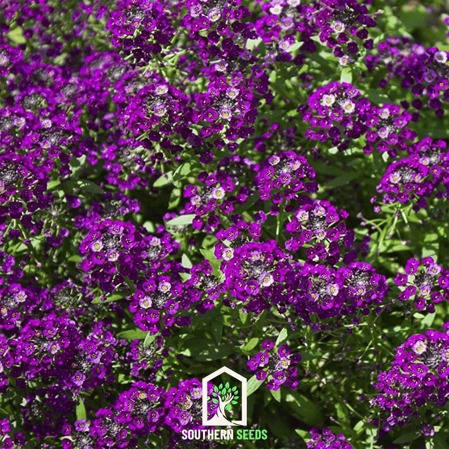 Oriental Nights Alyssum ā 100 Seeds