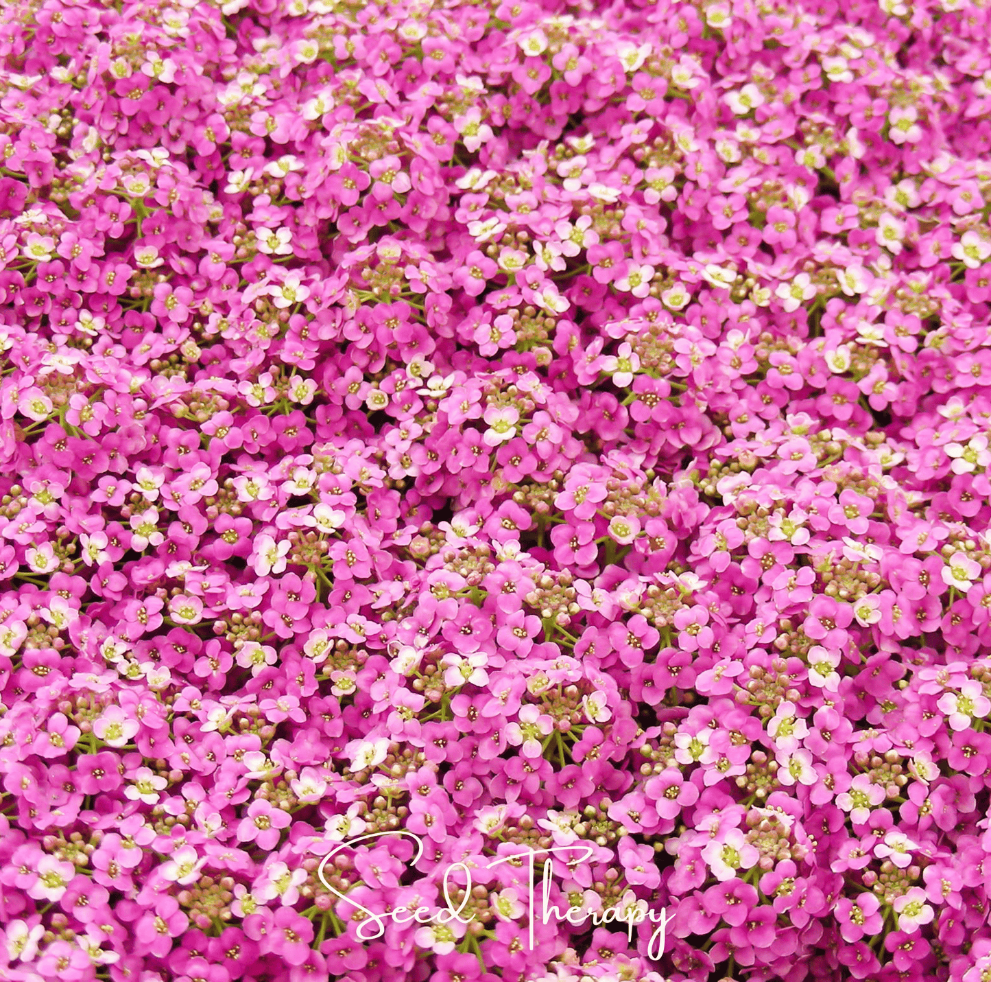 Pink Dwarf Sweet Alyssum ā 250 Seeds