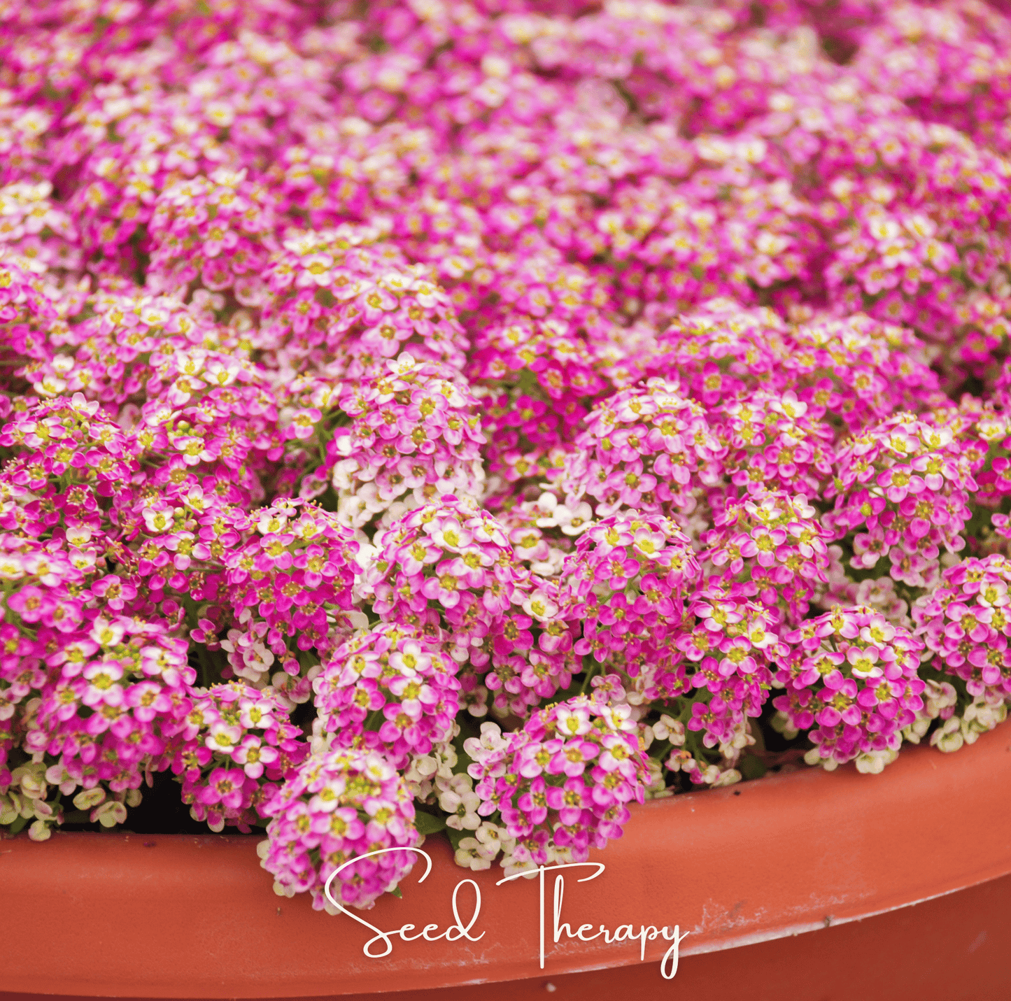 Pink Dwarf Sweet Alyssum ā 250 Seeds