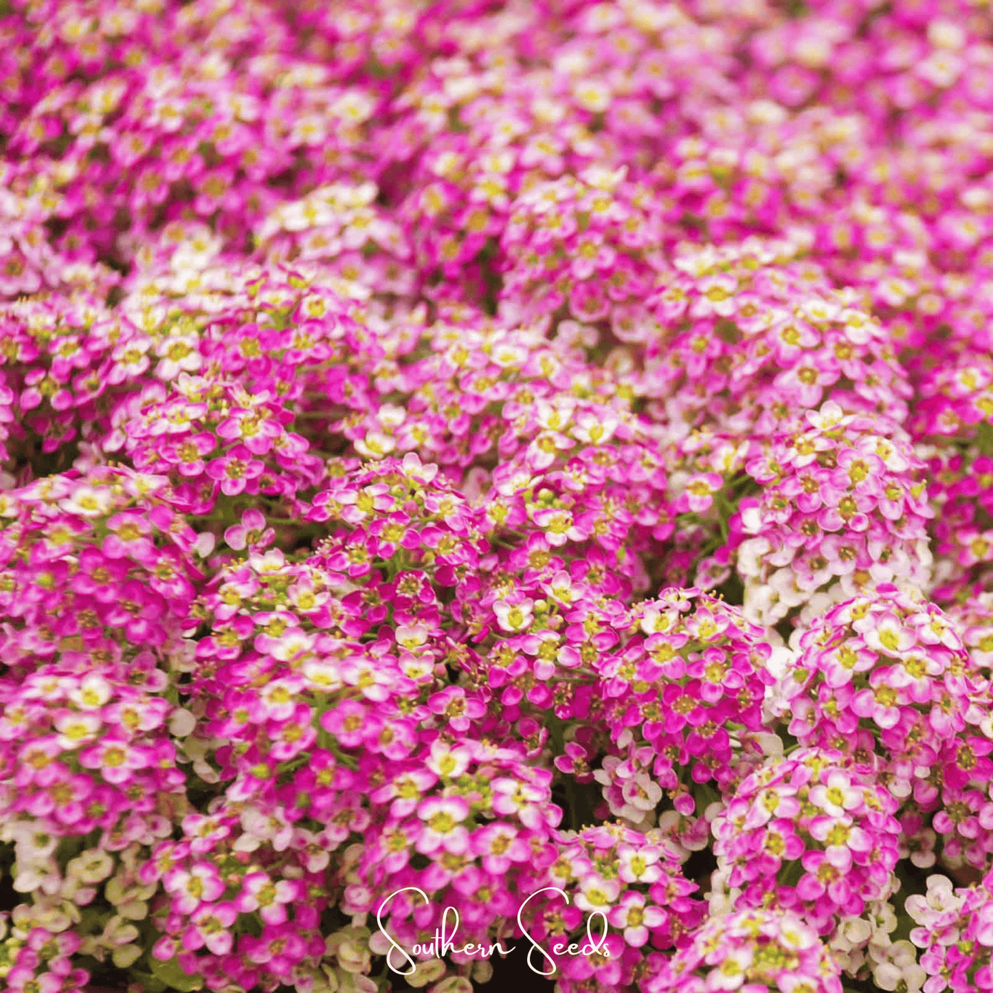 Pink Dwarf Sweet Alyssum ā 250 Seeds