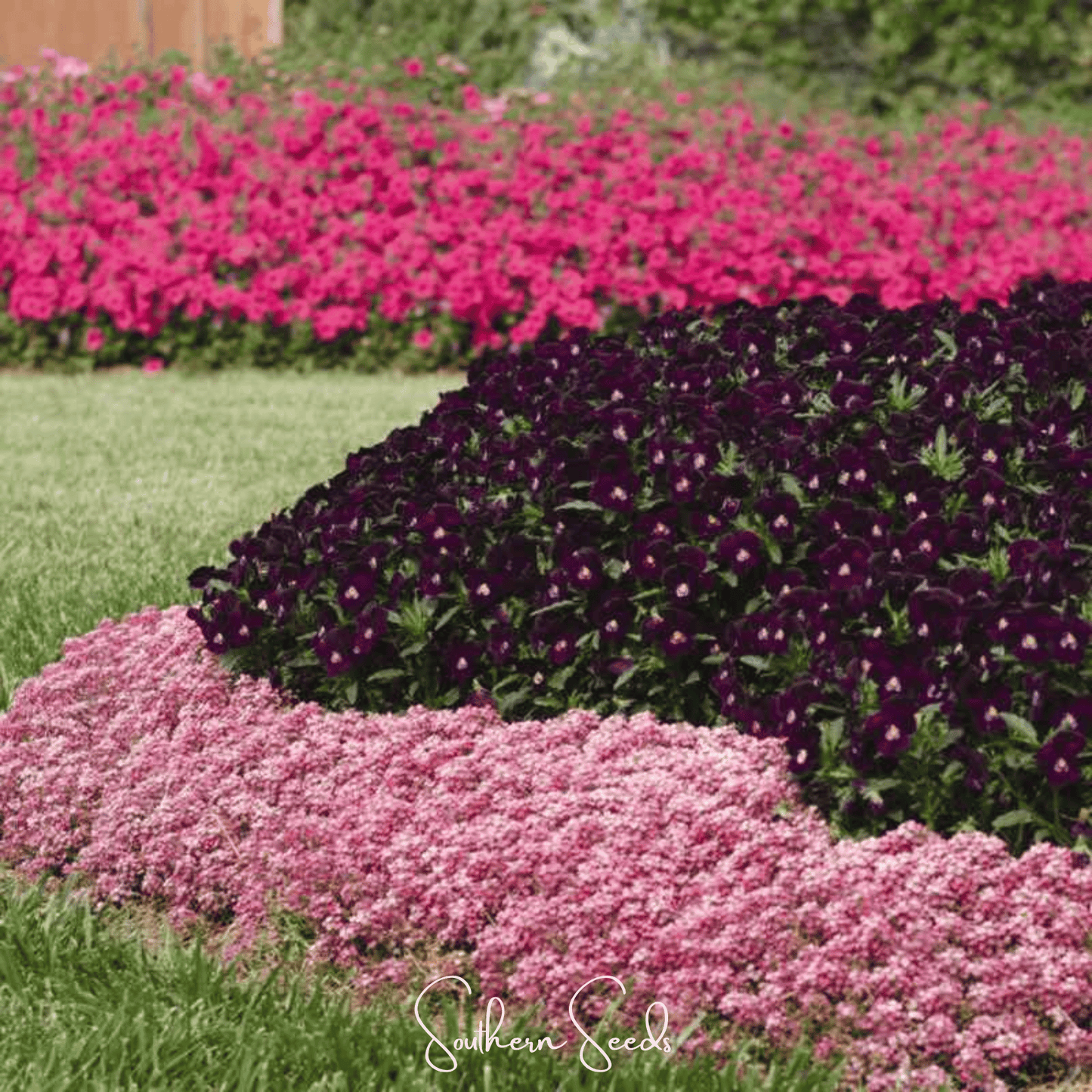 Pink Dwarf Sweet Alyssum ā 250 Seeds
