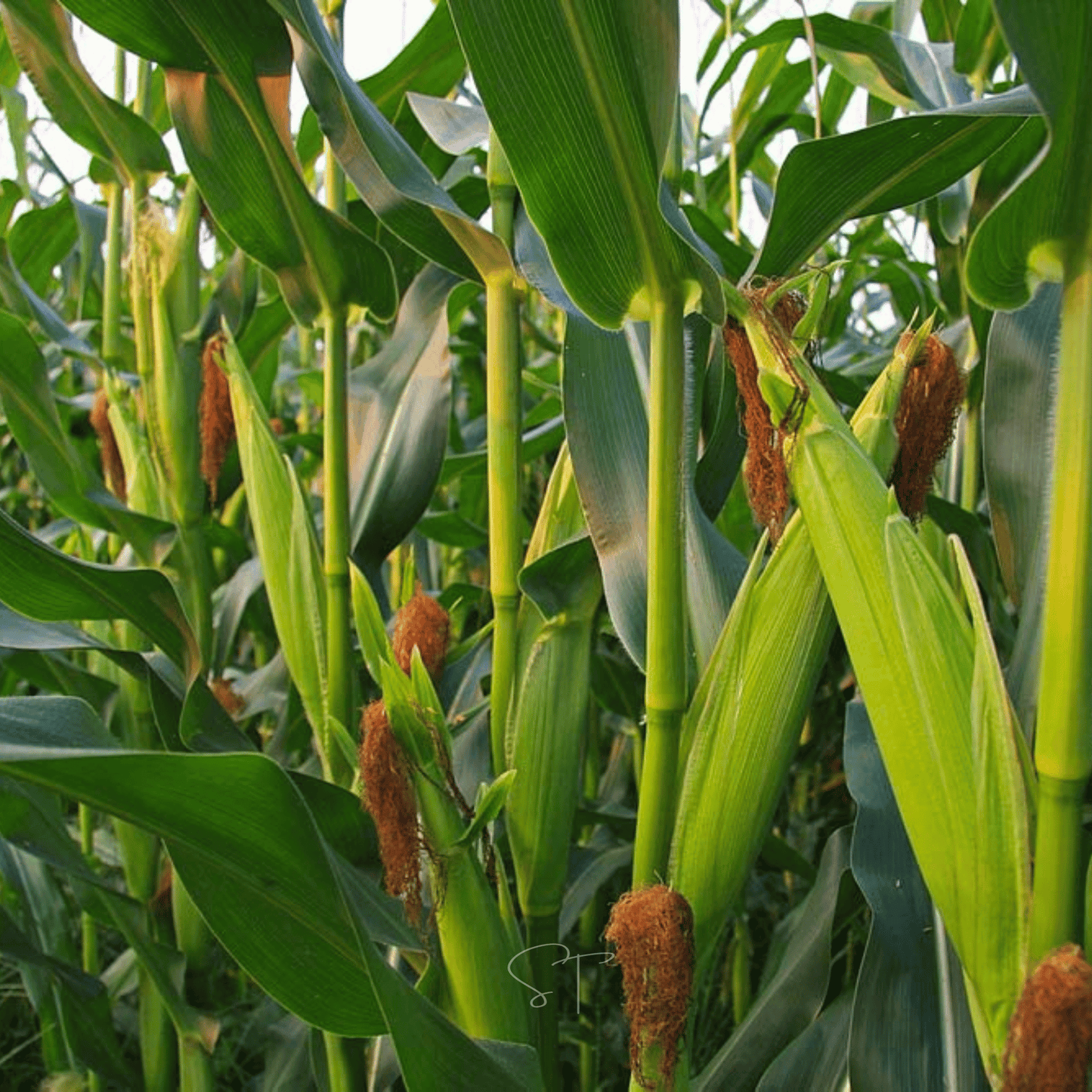 Ambrosia Corn ā 30 Seeds
