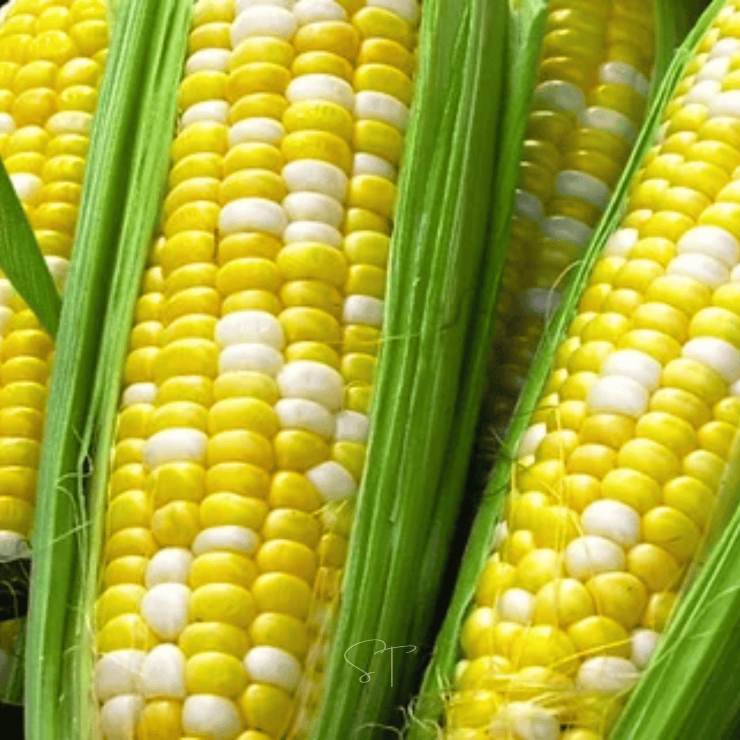 Ambrosia Corn ā 30 Seeds