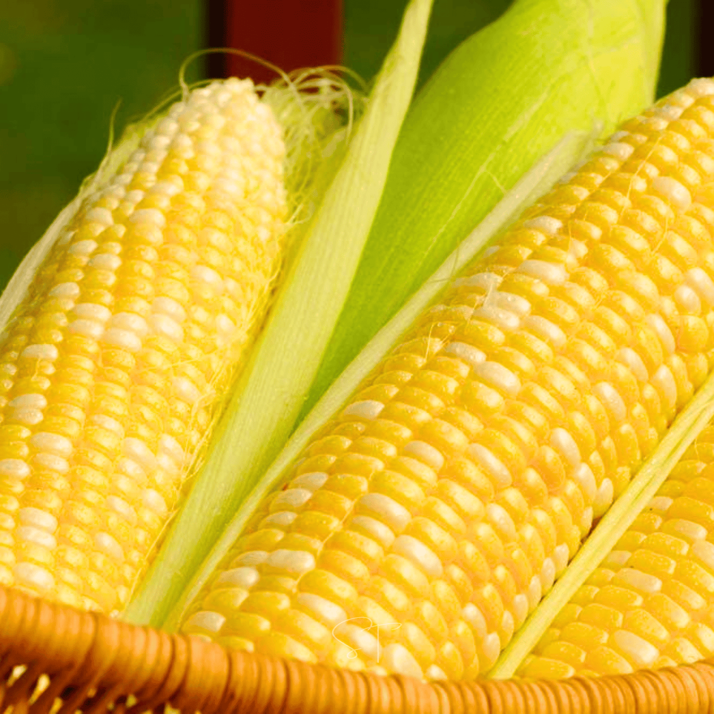 Ambrosia Corn ā 30 Seeds