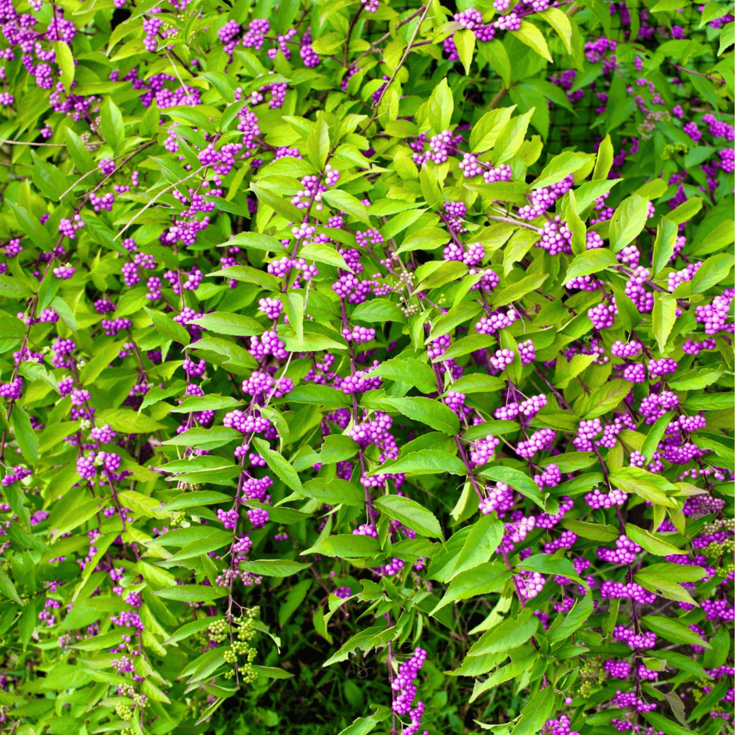 American Beautyberry ā 30 Seeds