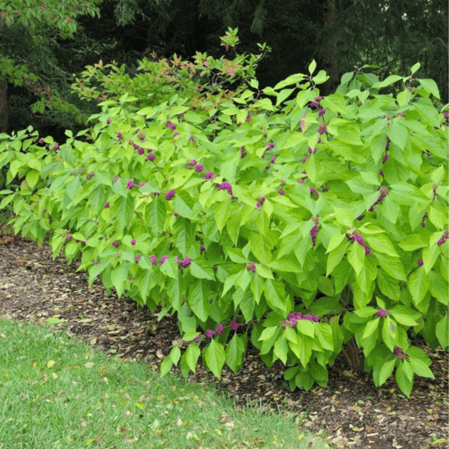American Beautyberry ā 30 Seeds