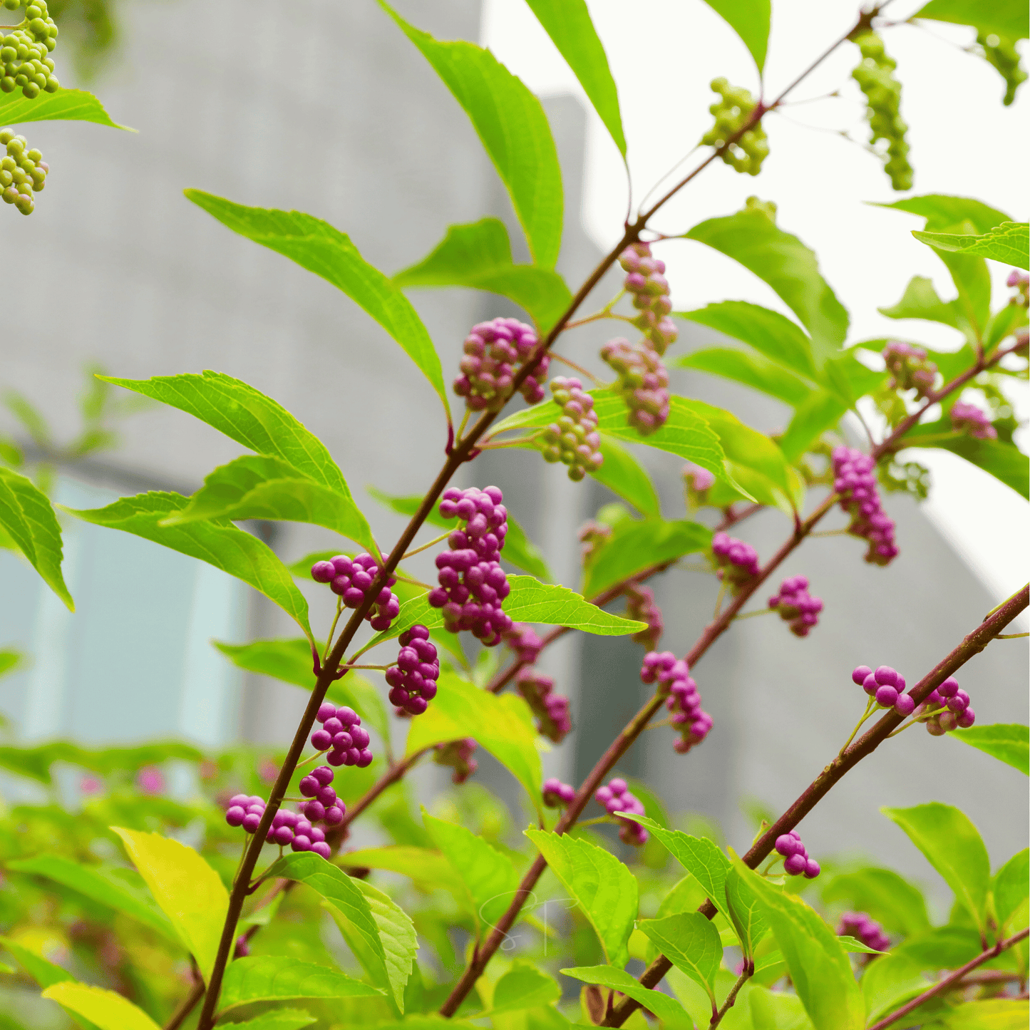 American Beautyberry ā 30 Seeds