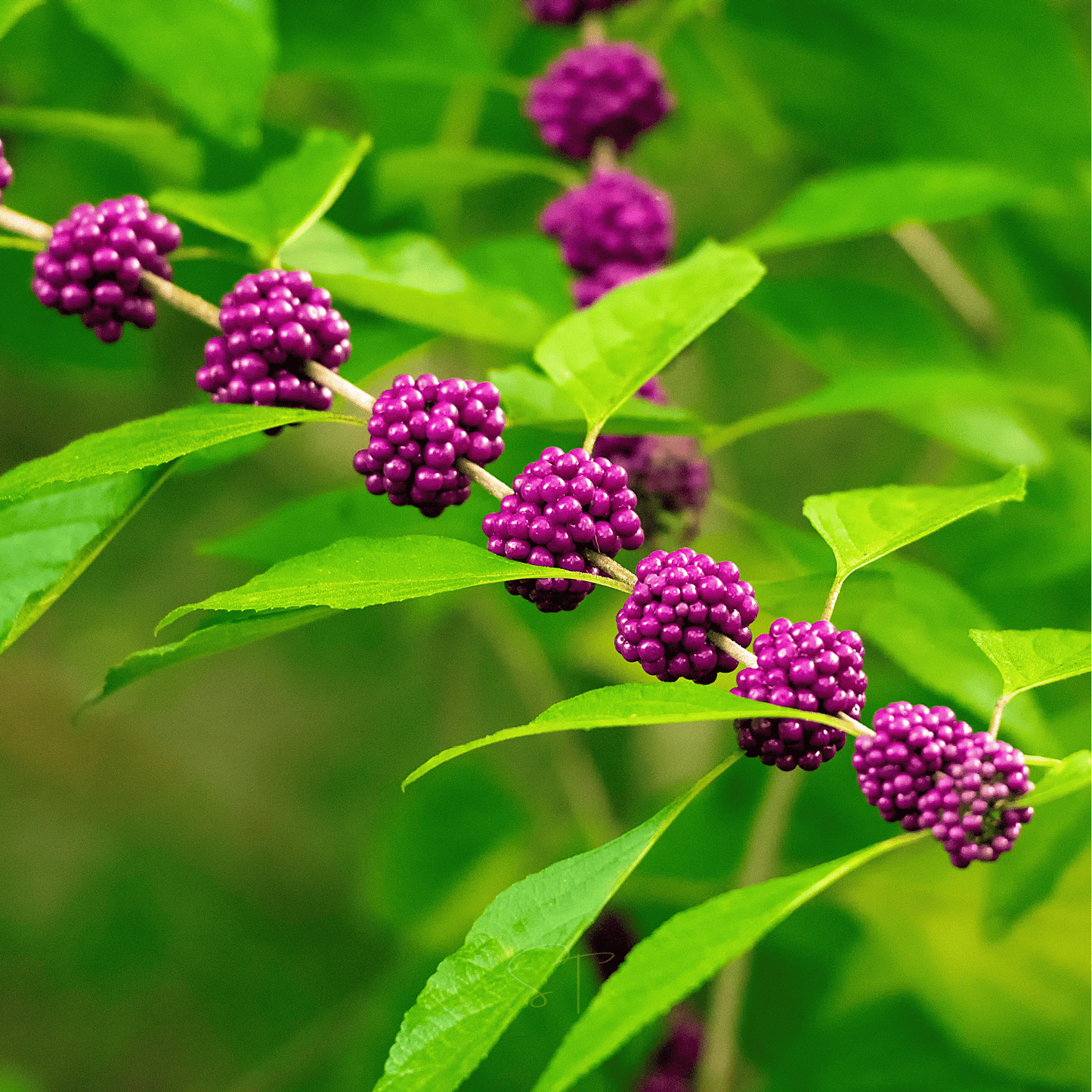 American Beautyberry ā 30 Seeds