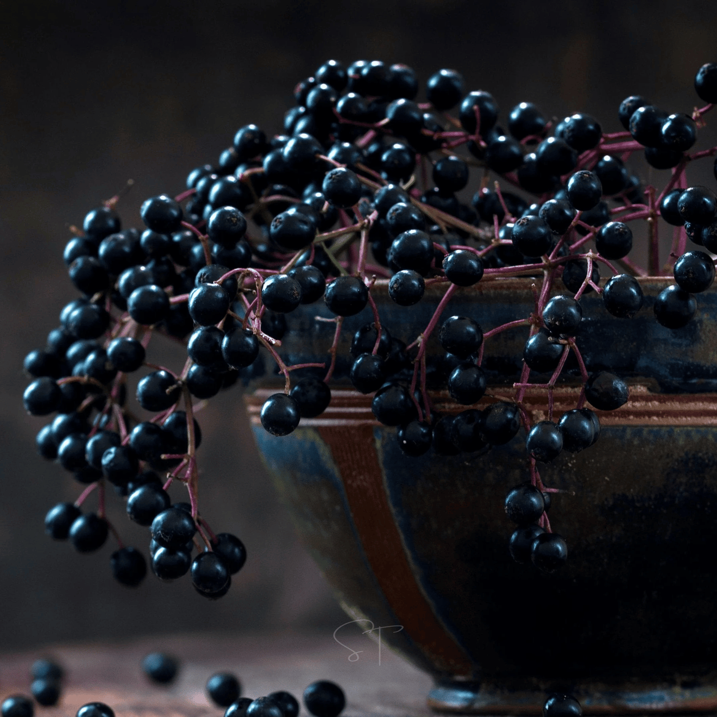 American Black Elderberry ā 50 Seeds