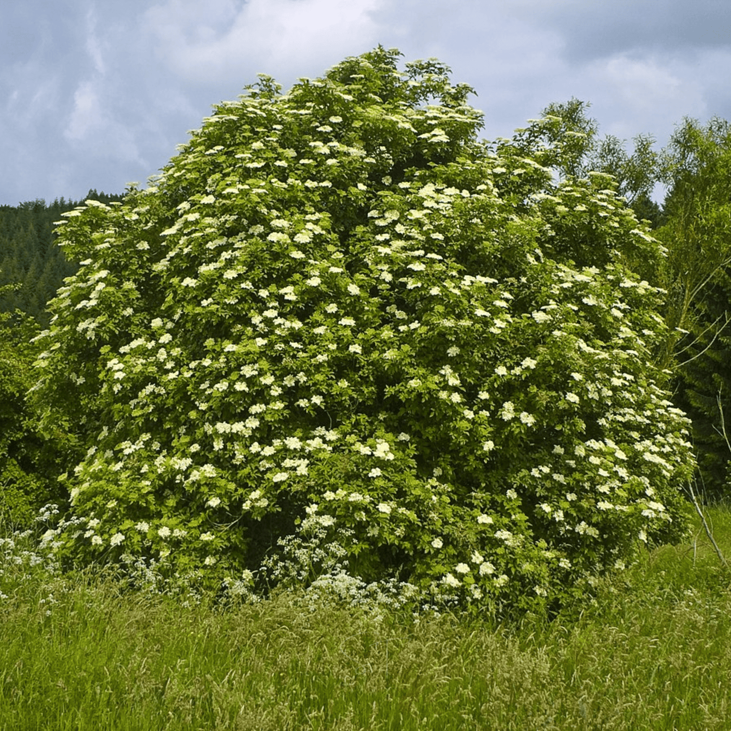 American Black Elderberry ā 50 Seeds