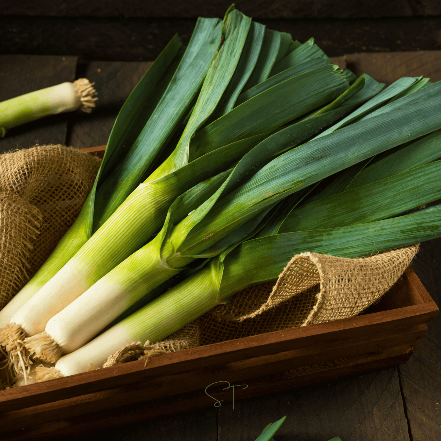 American Flag Leek ā 200 Seeds