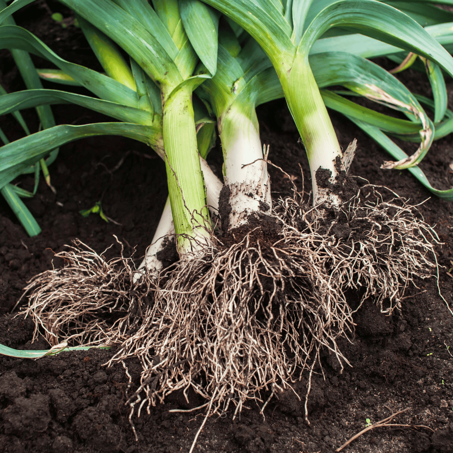 American Flag Leek ā 200 Seeds