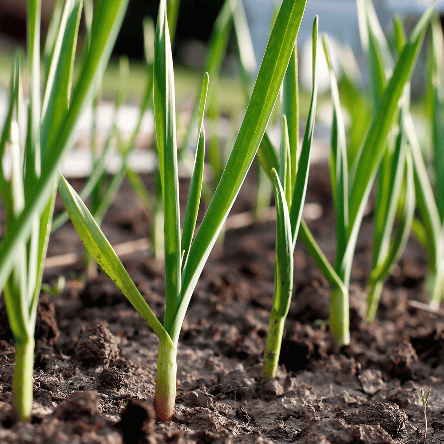 American Flag Leek ā 200 Seeds