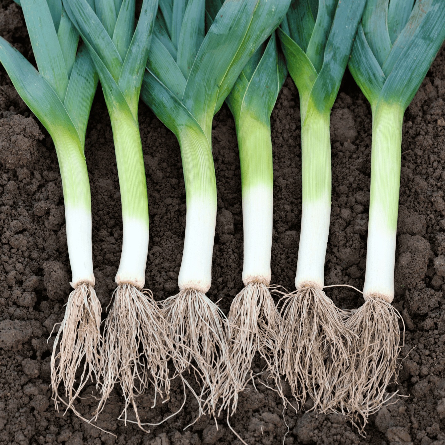 American Flag Leek ā 200 Seeds