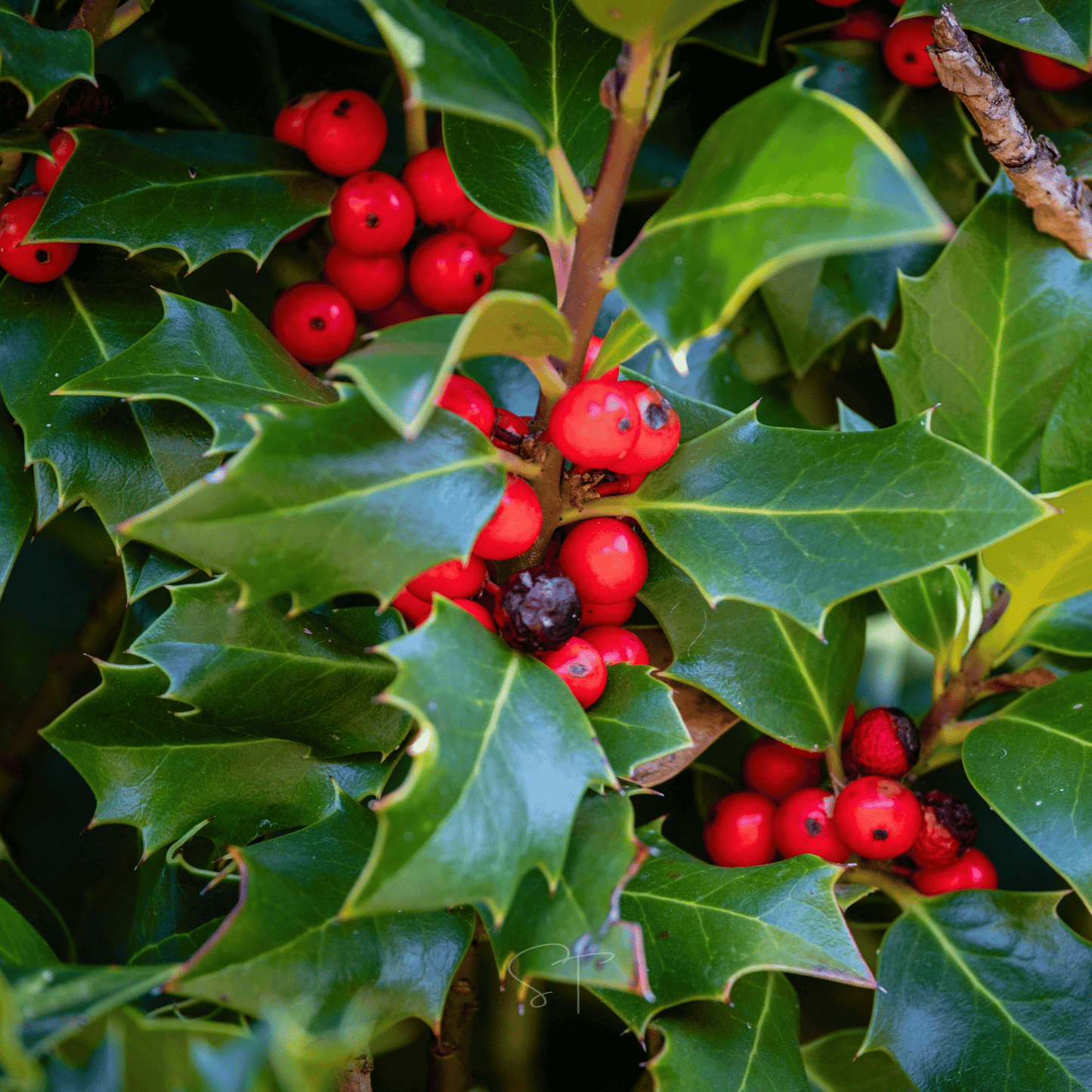 American Holly ā 50 Seeds