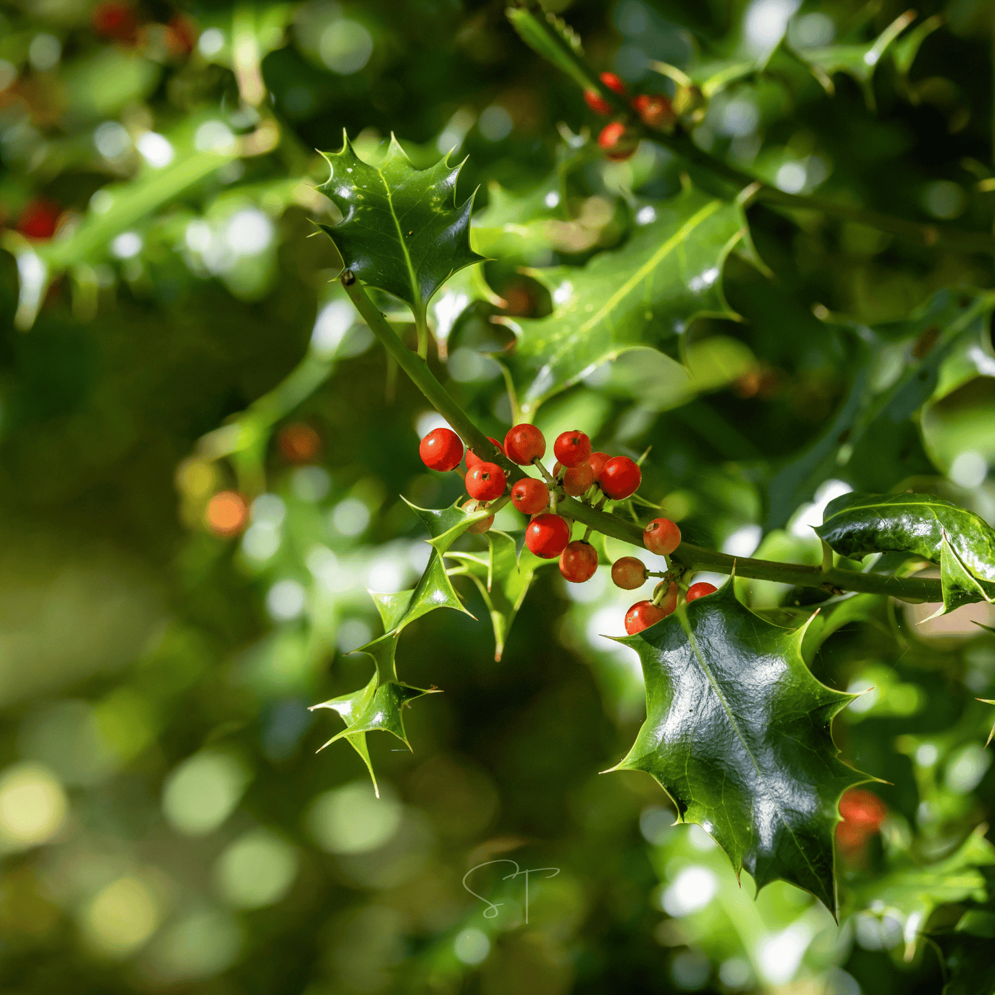 American Holly ā 50 Seeds