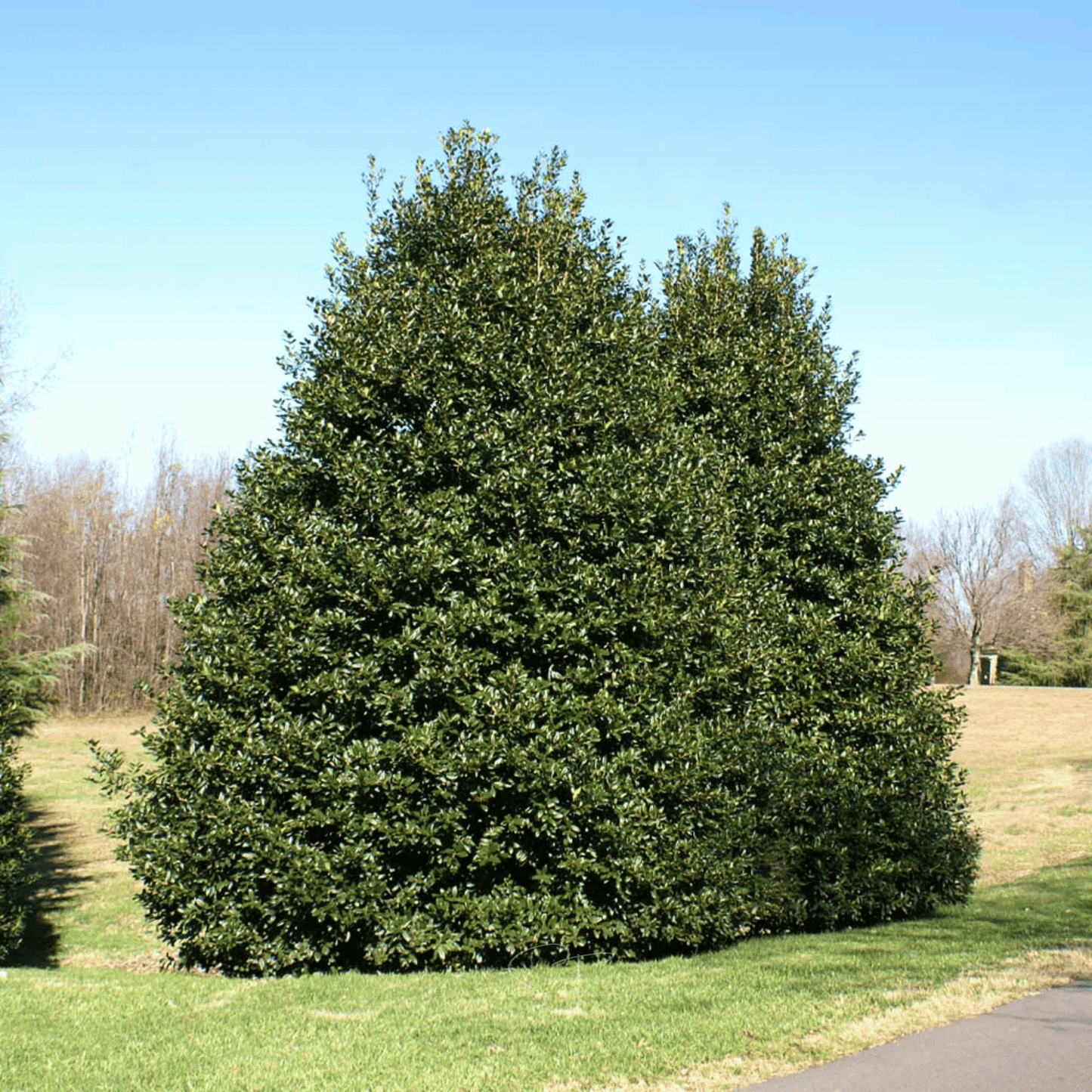 American Holly ā 50 Seeds