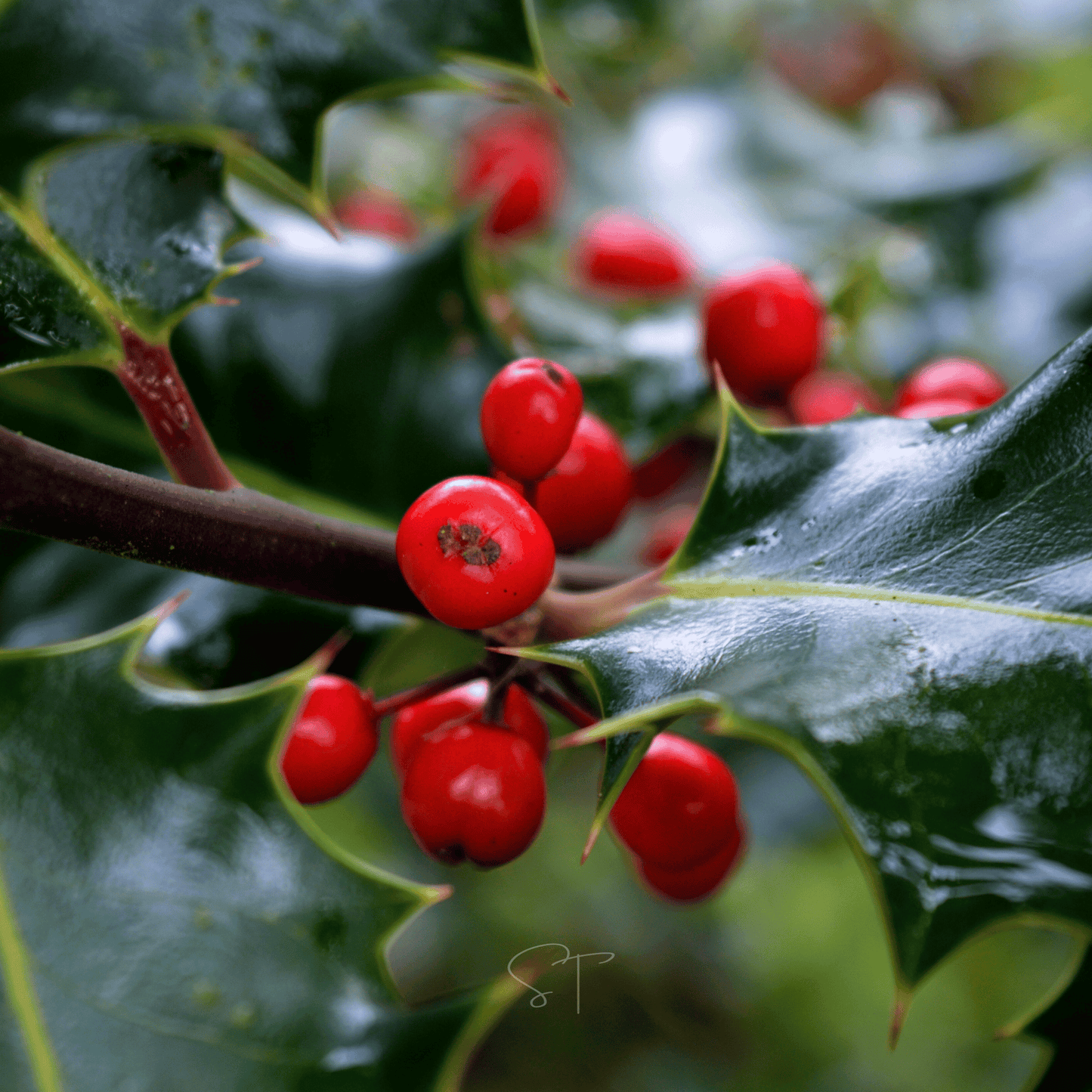 American Holly ā 50 Seeds