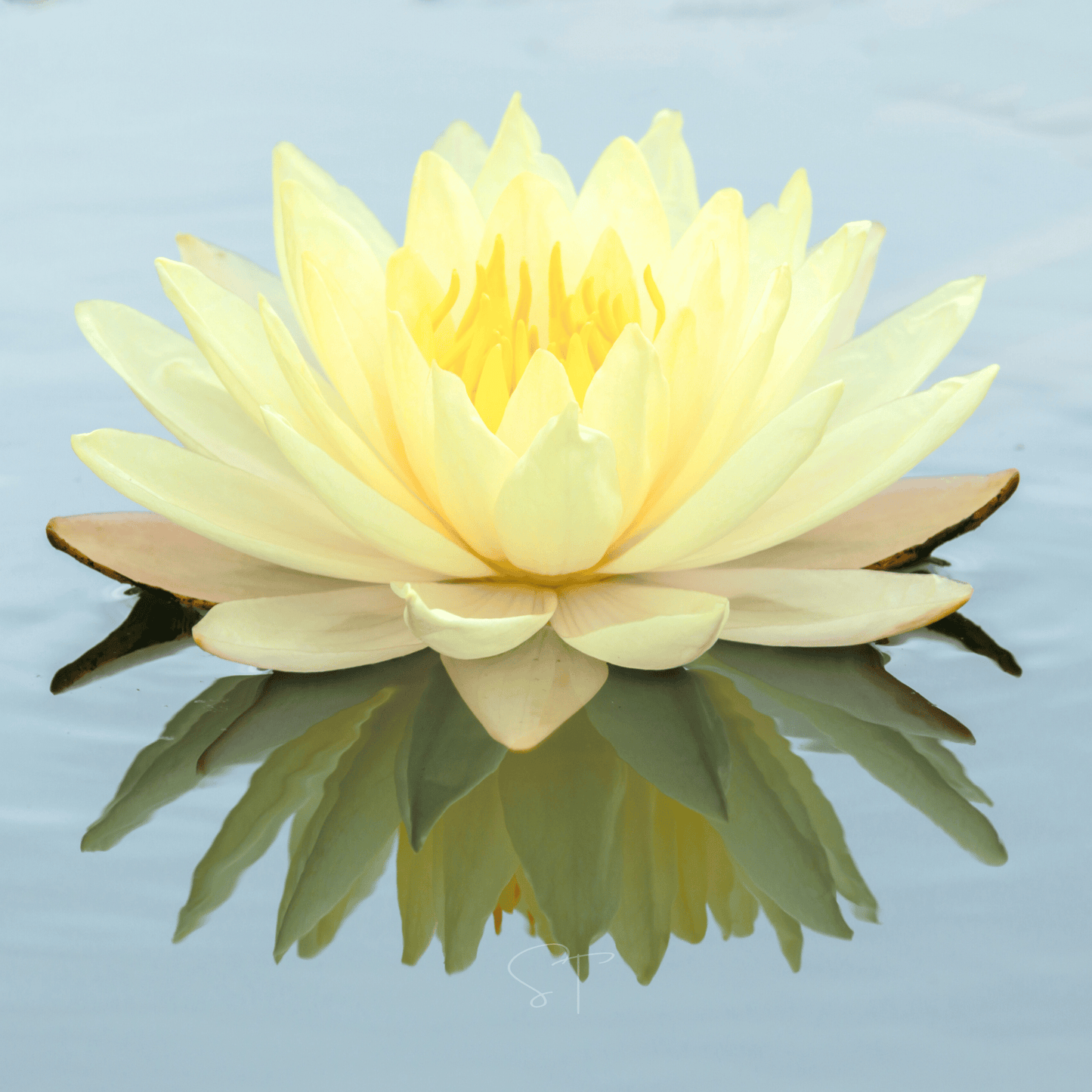 American Lotus ā 5 Seeds