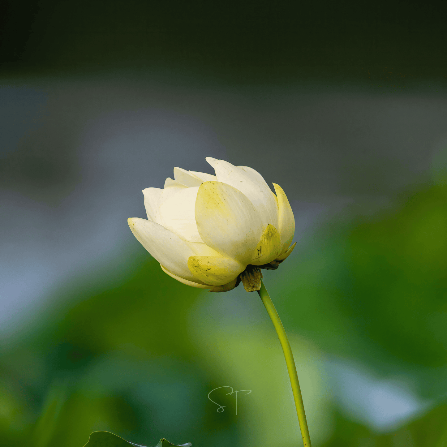 American Lotus ā 5 Seeds