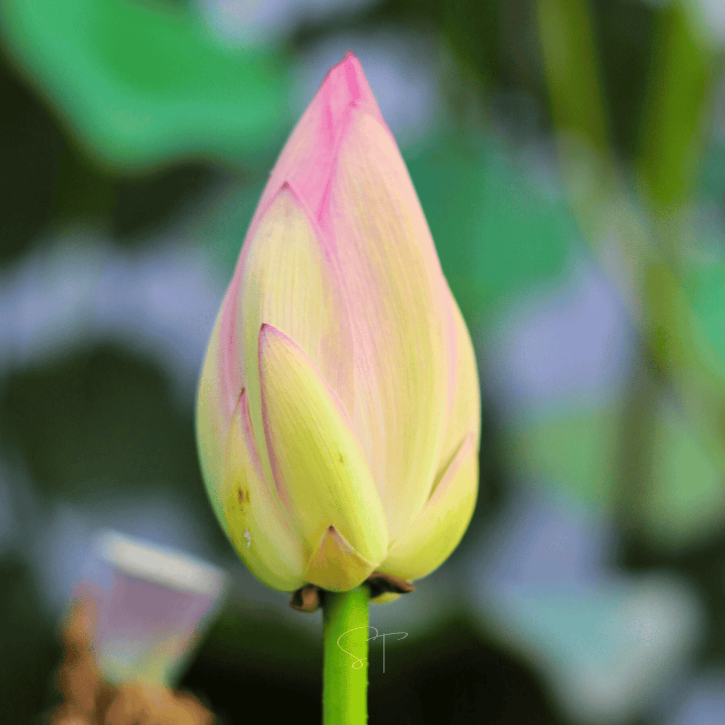 American Lotus ā 5 Seeds