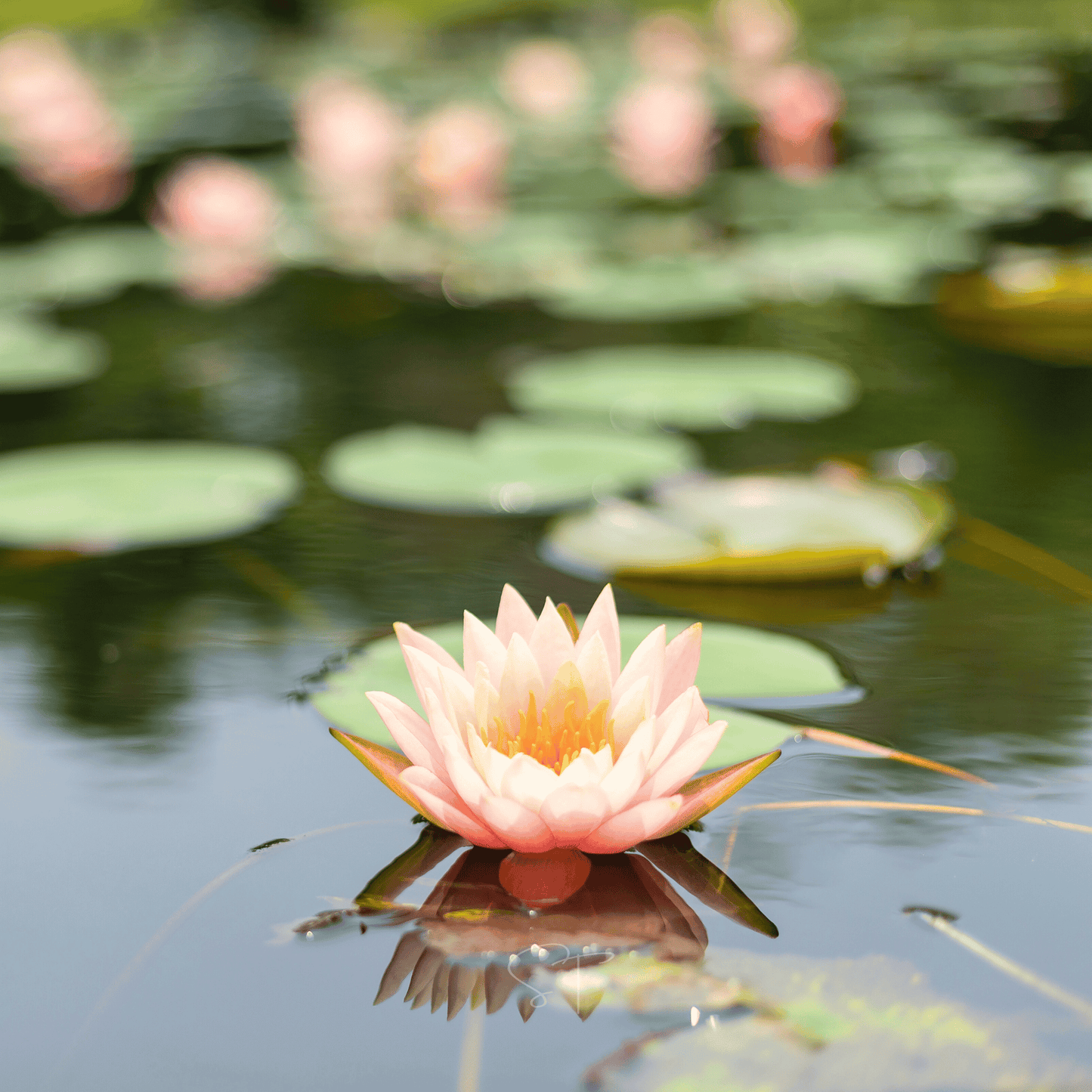 American Lotus ā 5 Seeds