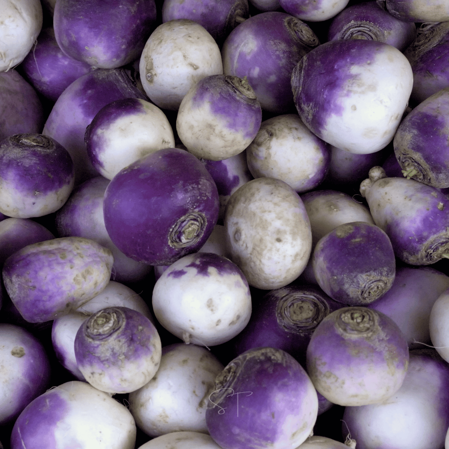 American Purple Top Rutabaga ā 200 Seeds