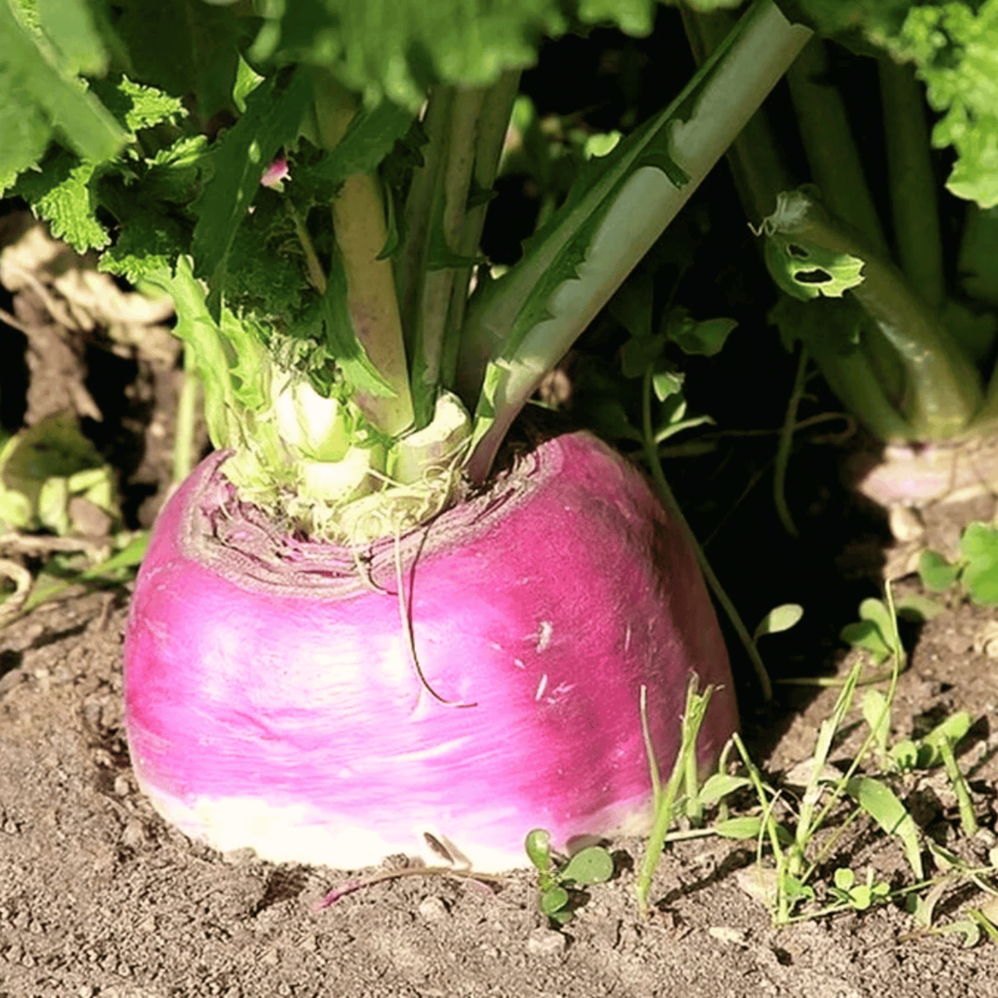 American Purple Top Rutabaga ā 200 Seeds