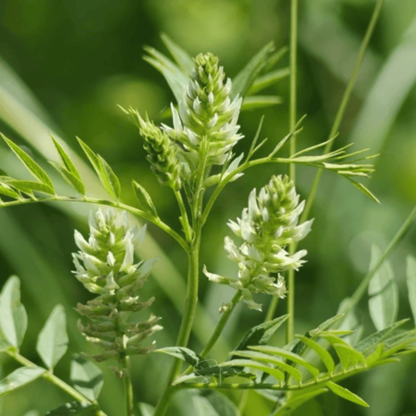 American Wild Licorice ā 40 Seeds