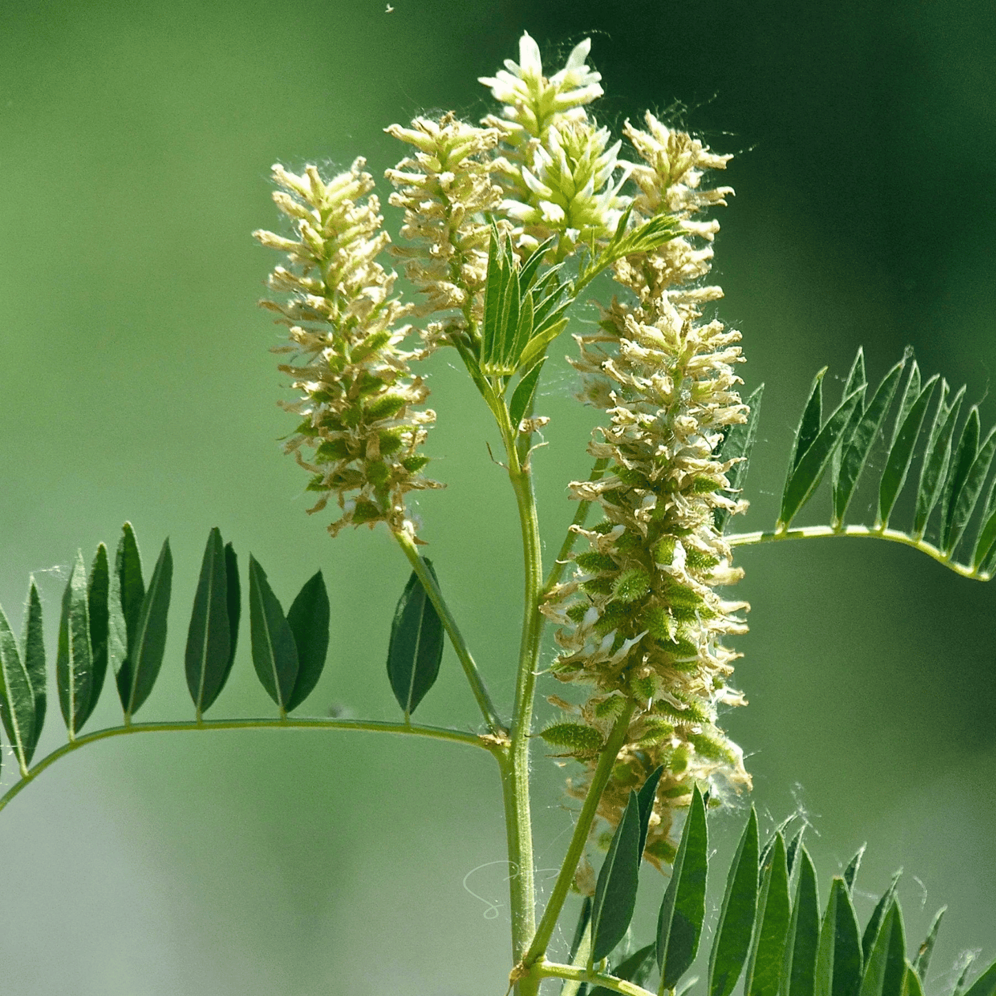 American Wild Licorice ā 40 Seeds