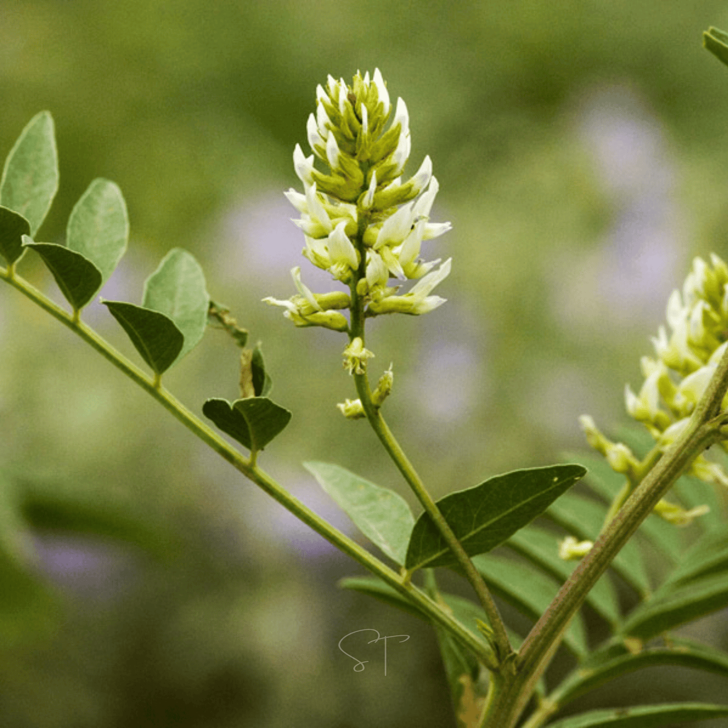 American Wild Licorice ā 40 Seeds