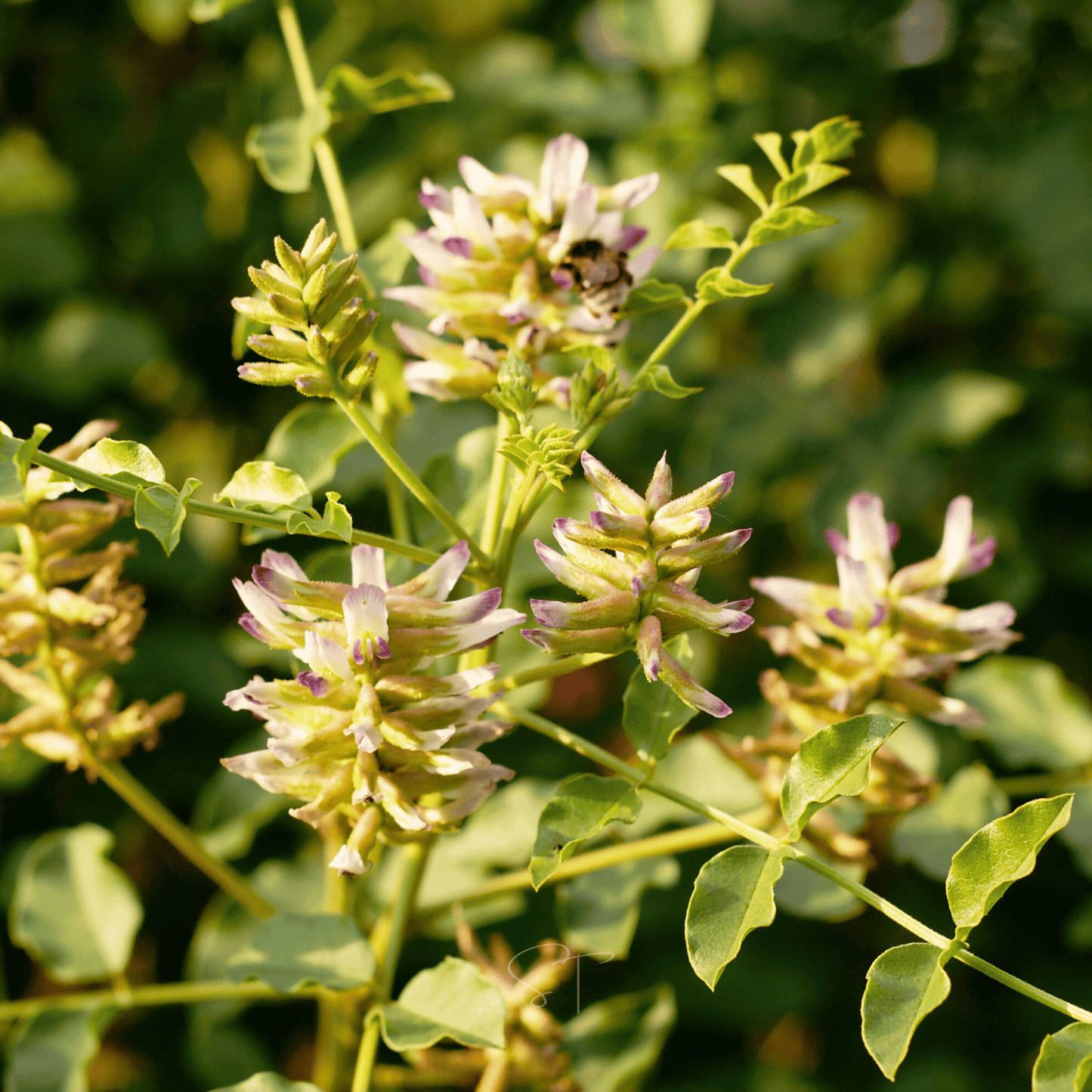 American Wild Licorice ā 40 Seeds