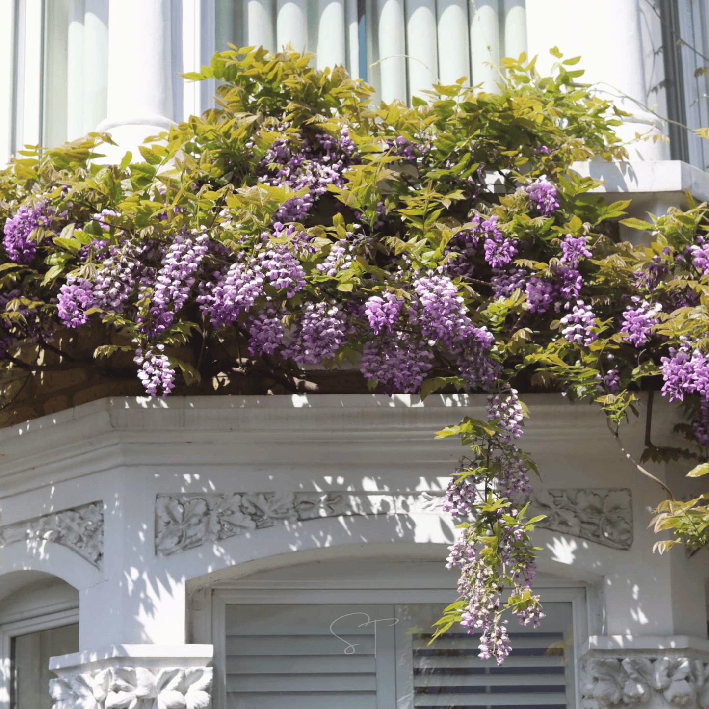 American Wisteria ā 5 Seeds