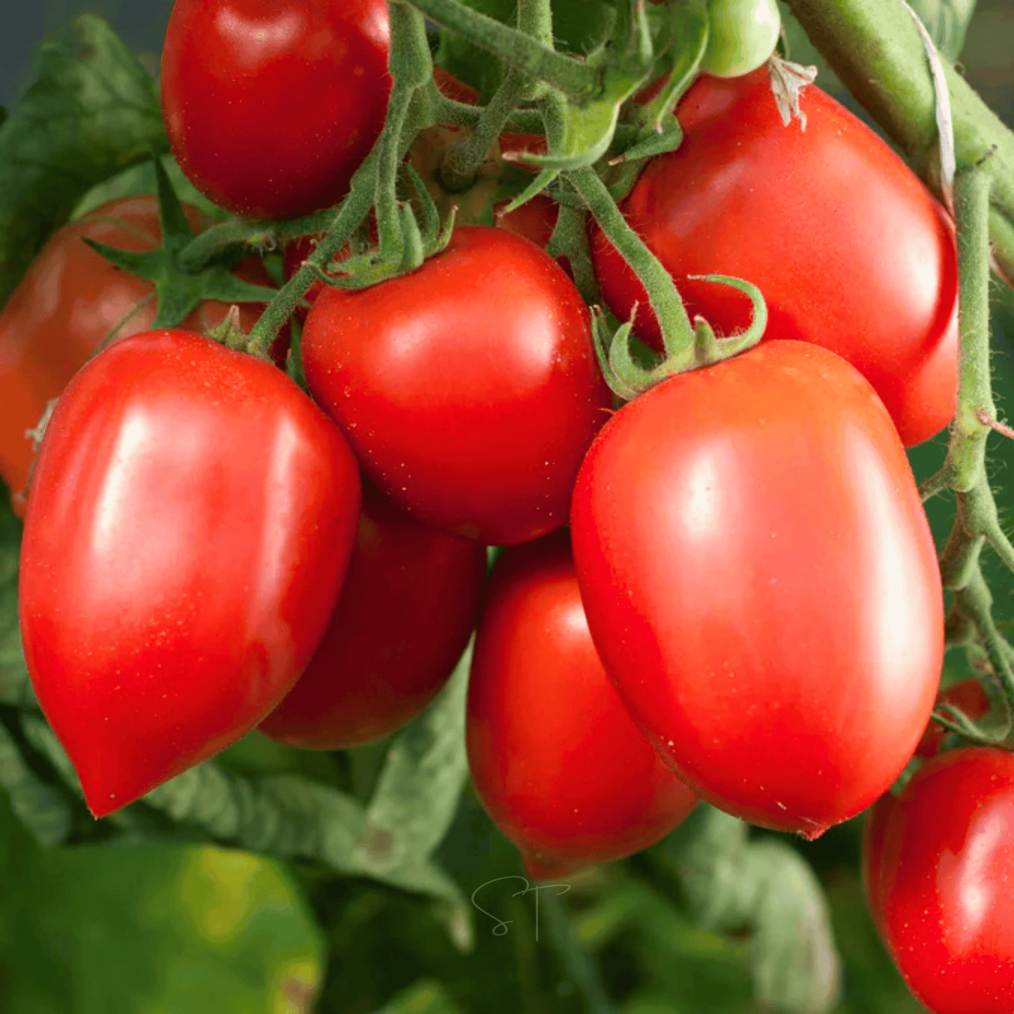 Amish Paste Tomato ā 30 Seeds