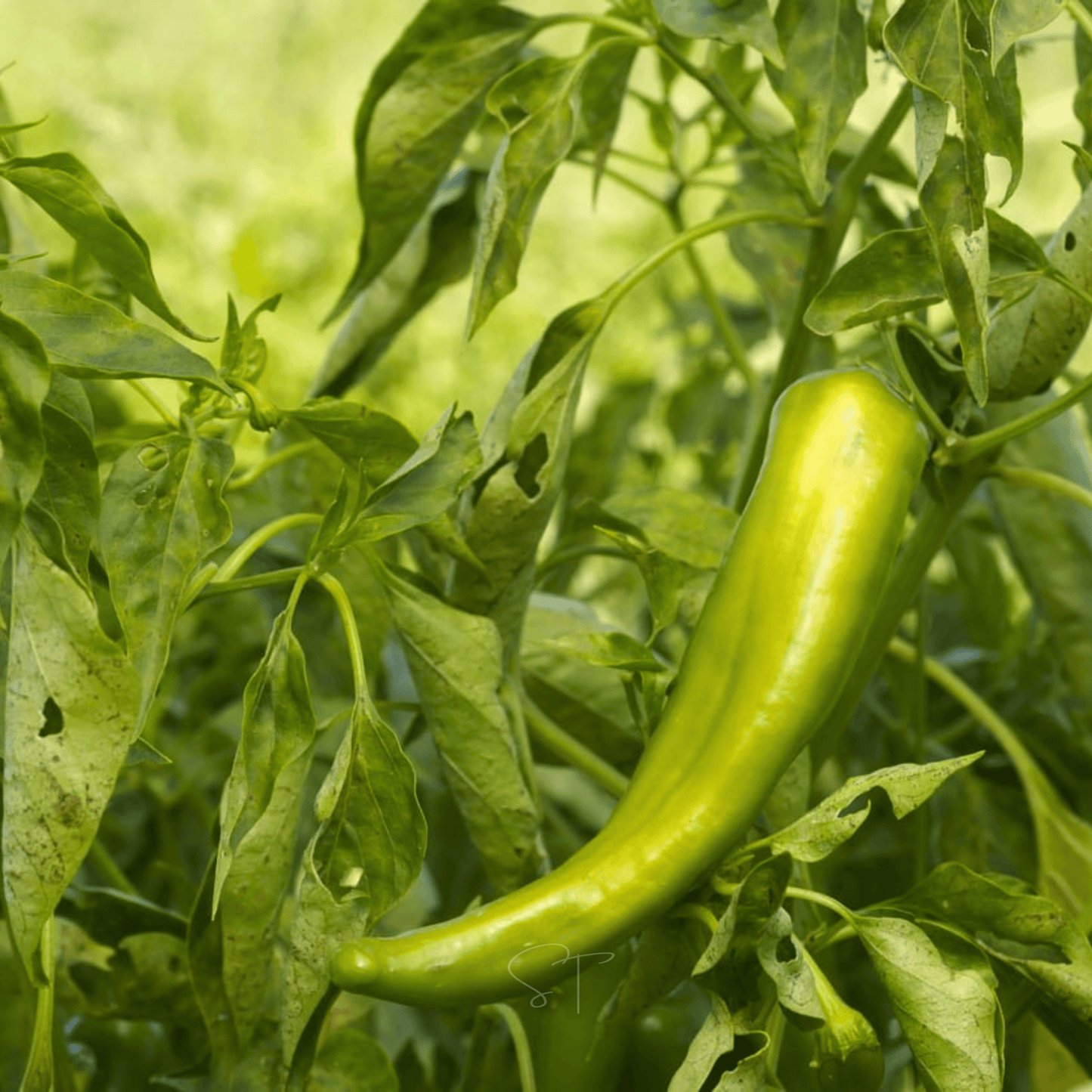 Anaheim Chili Pepper ā 25 Seeds