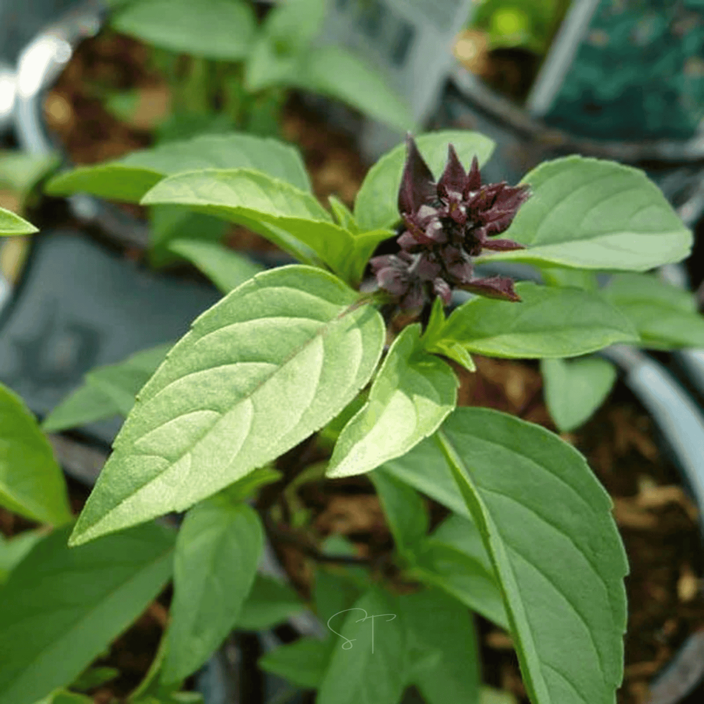 Anise Basil ā 250 Seeds