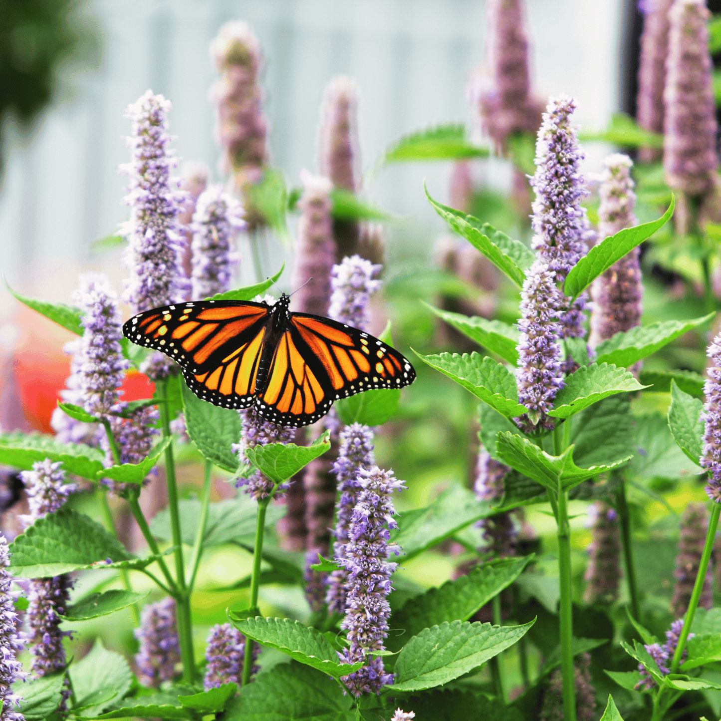Anise Hyssop ā 200 Seeds